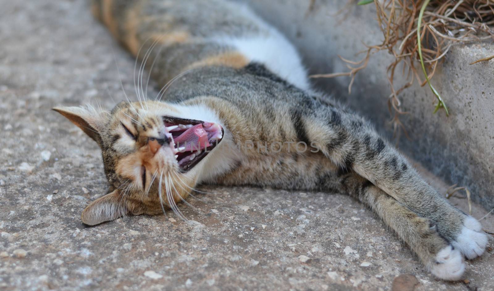 Cat yawning