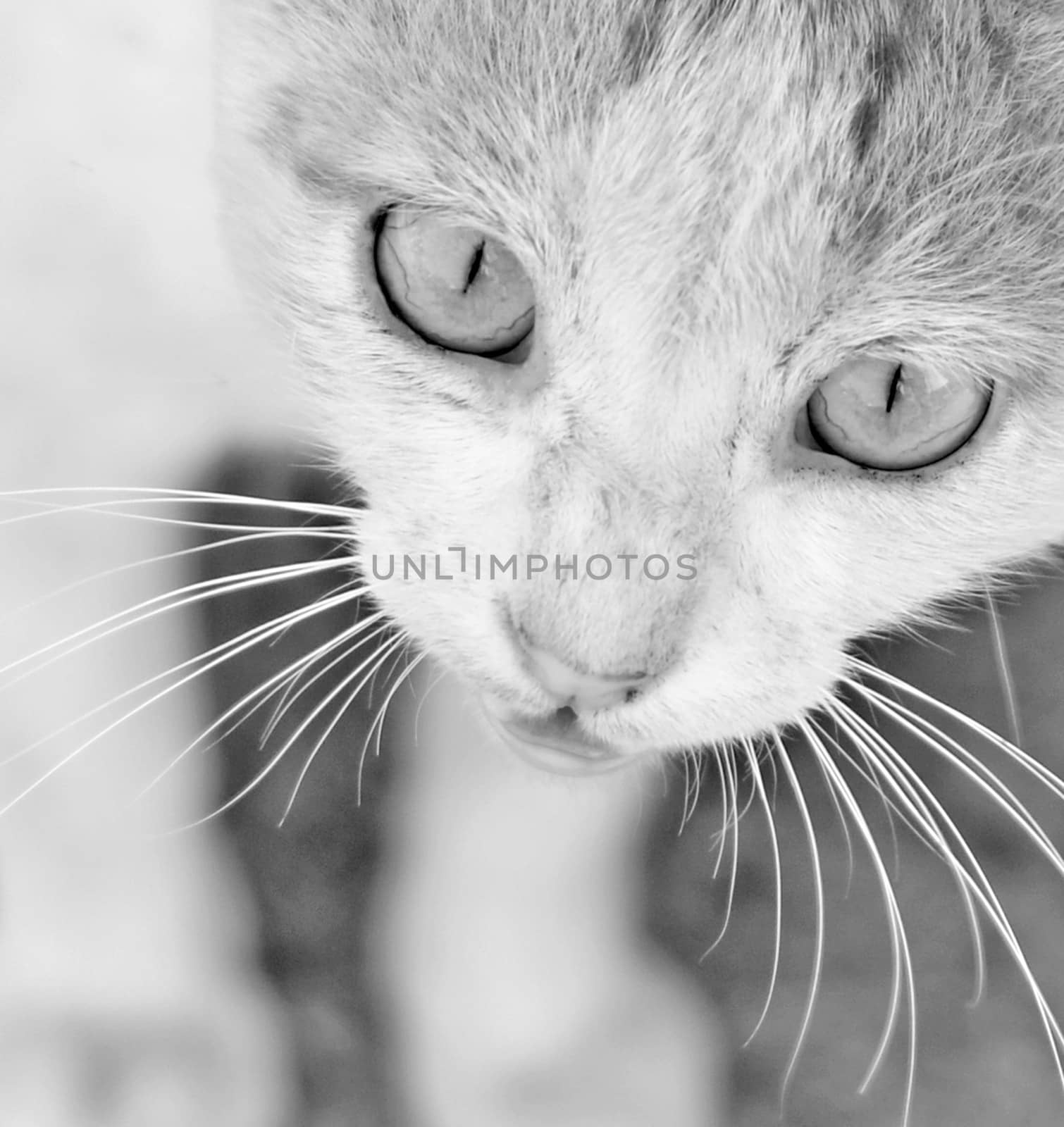 Close up of cat's eyes by MalyDesigner