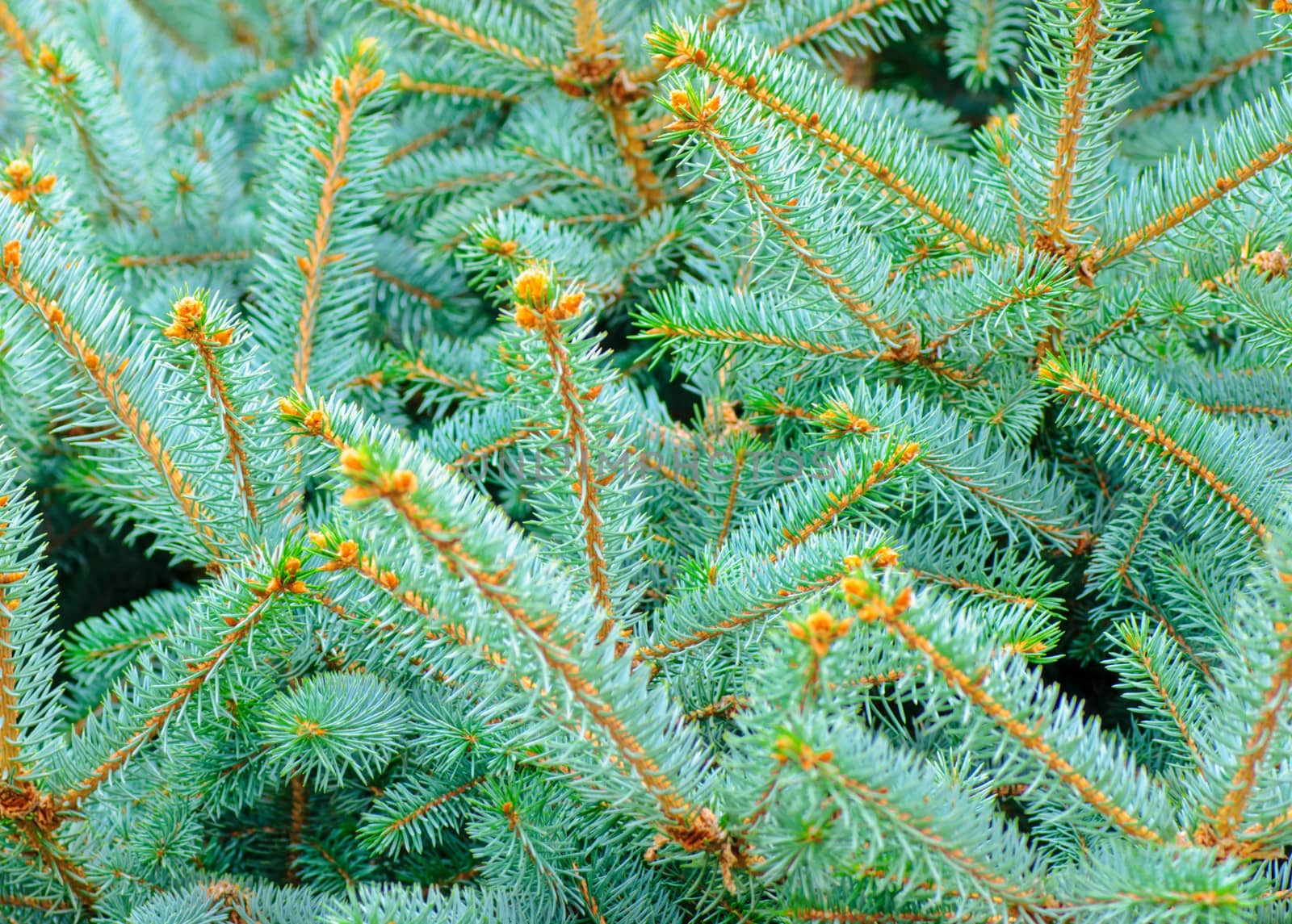 Silver, blue spruce pine, fir tree by Zhukow