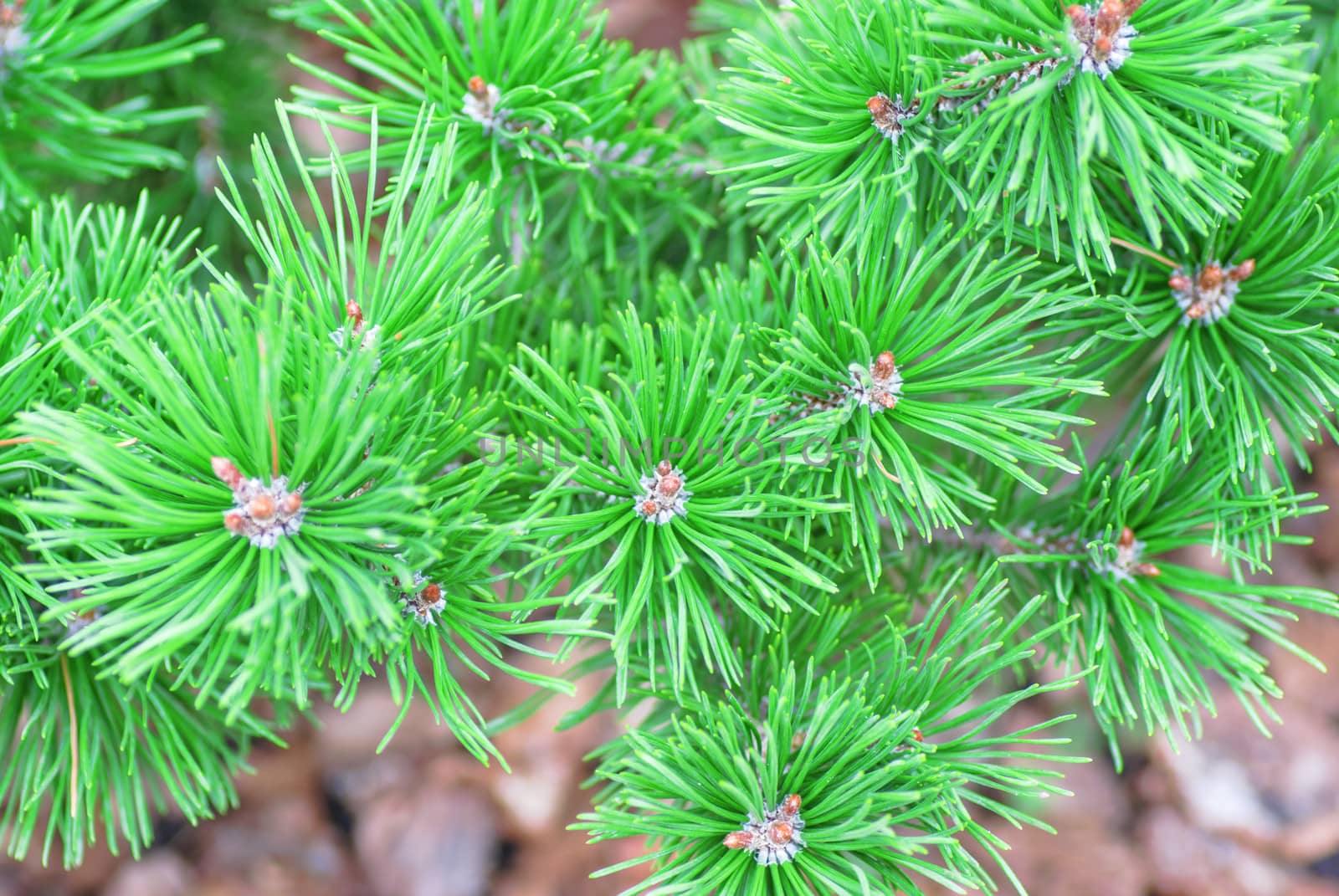 Silver, blue spruce pine, fir tree by Zhukow