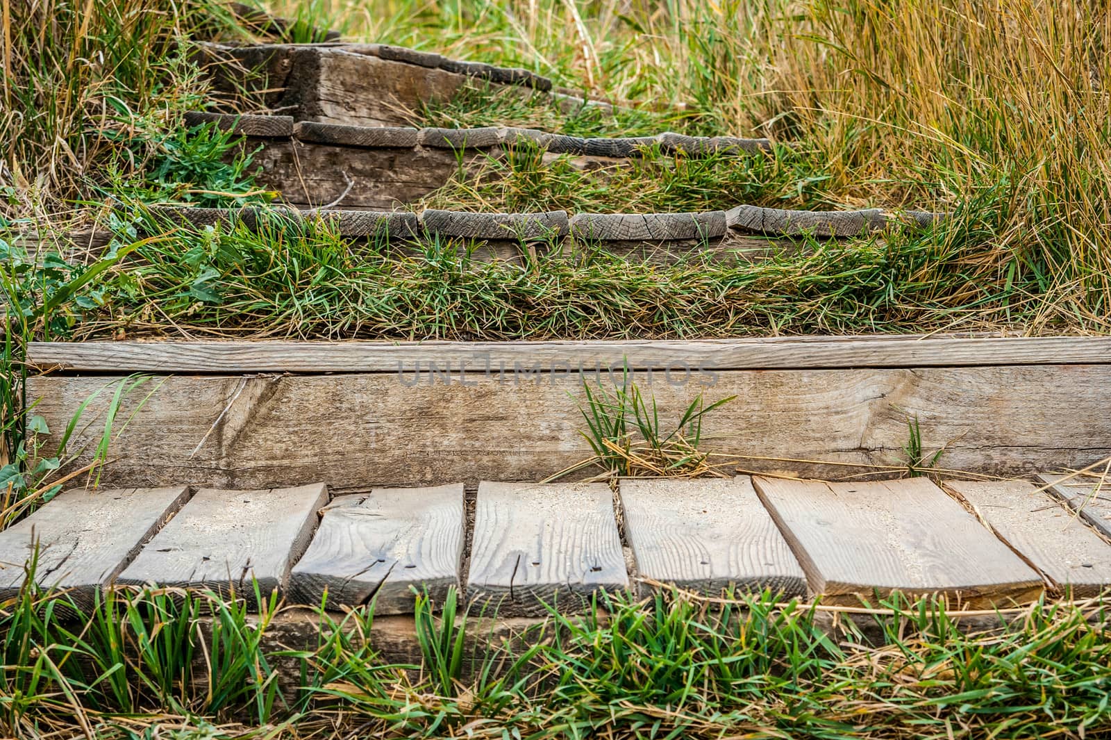 old wooden staircase overgrown with grass outdoors