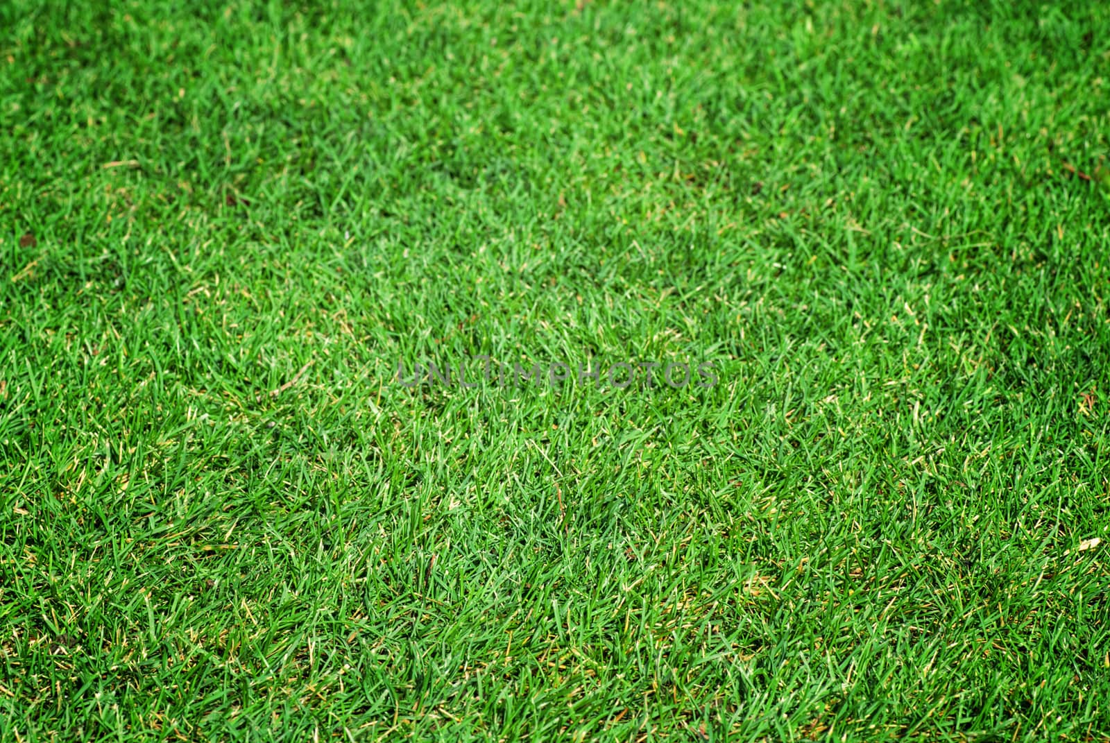 Green grass background texture.