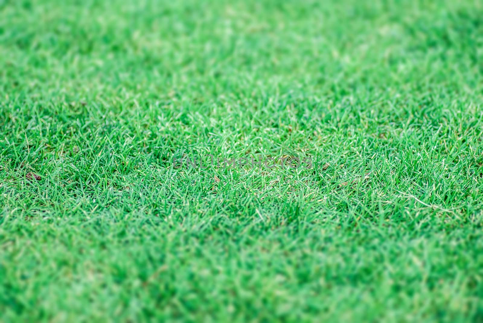 Green grass background texture.