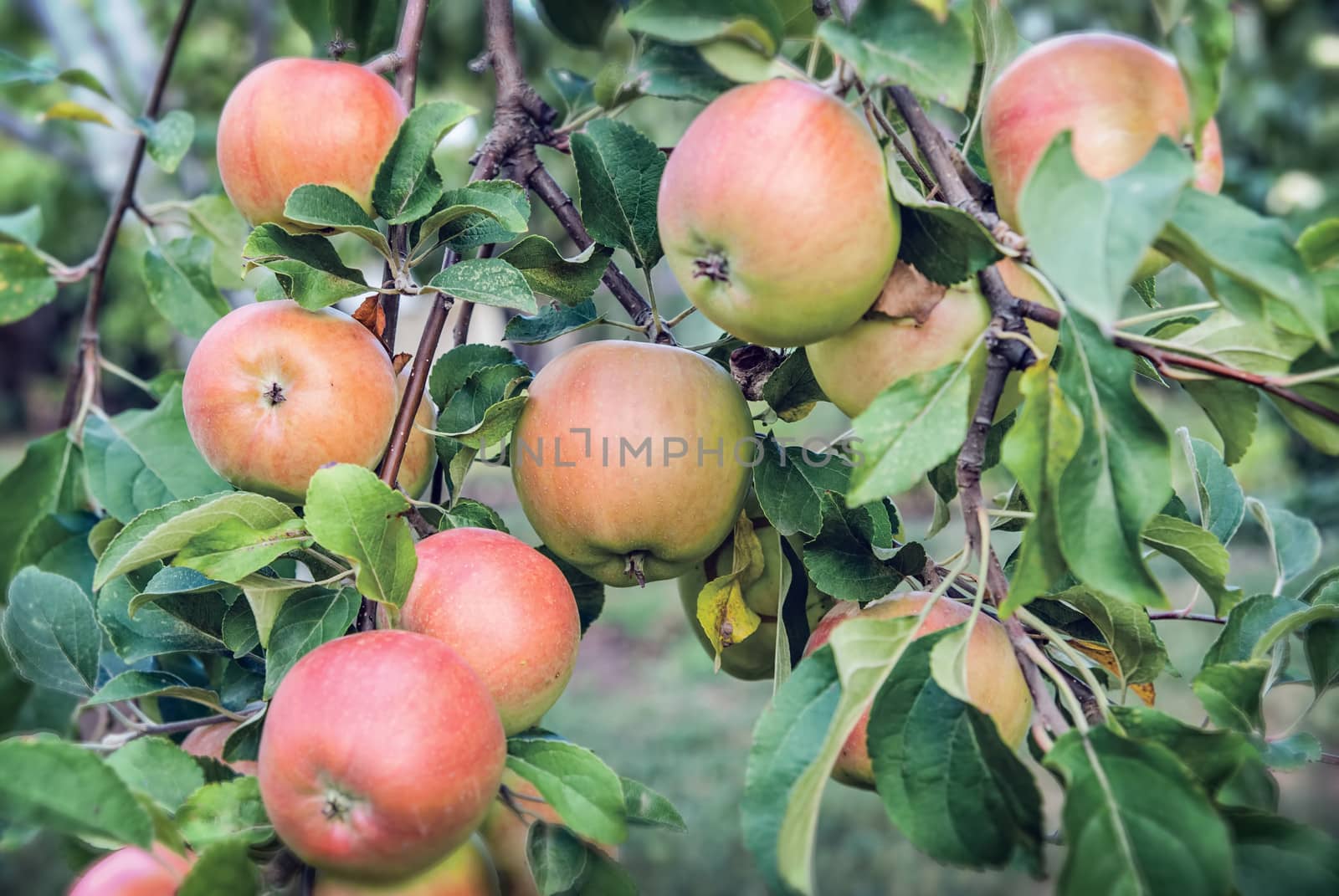 Red apples on apple tree branch