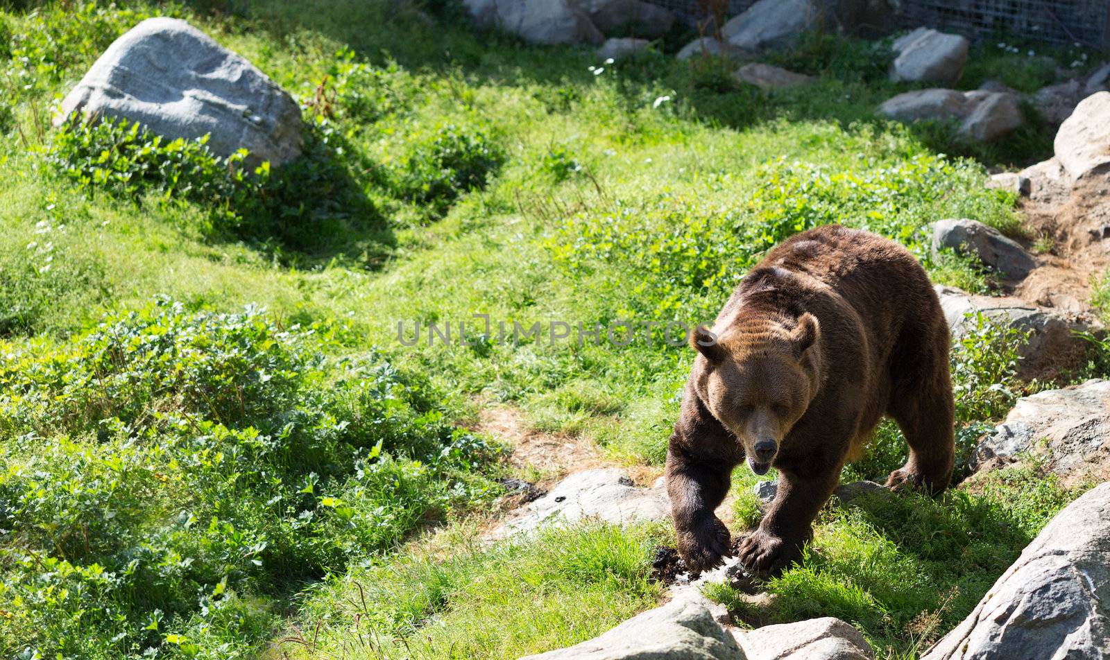 European Brown bear walking in the forests of Finland.