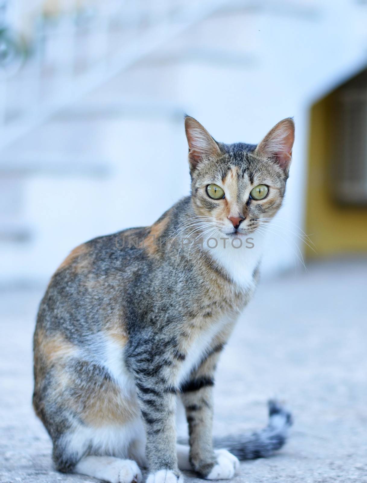 Cute cat in garden by MalyDesigner