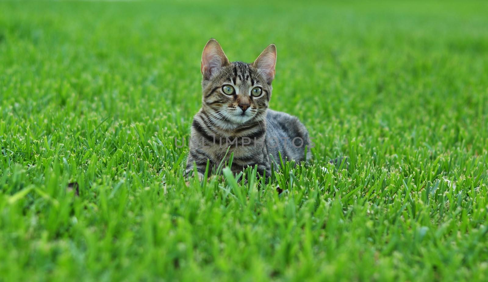 Cute kitten in garden