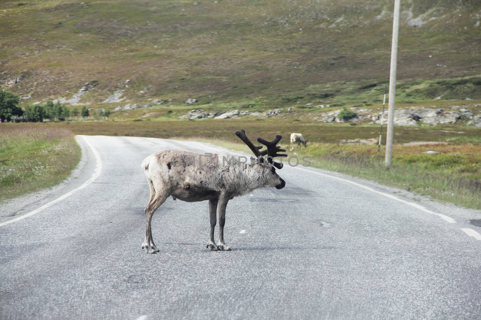 Male Elk crossing road by destillat