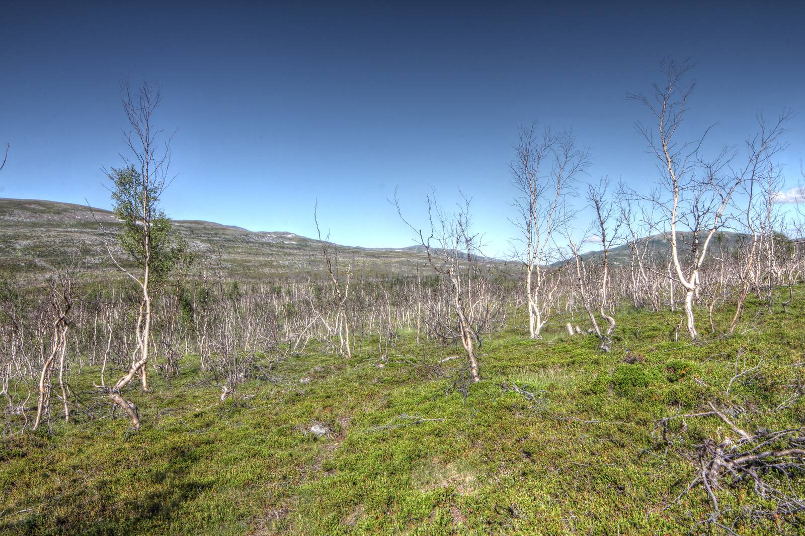 Tundra Landscape with trees and hills in northern Norway