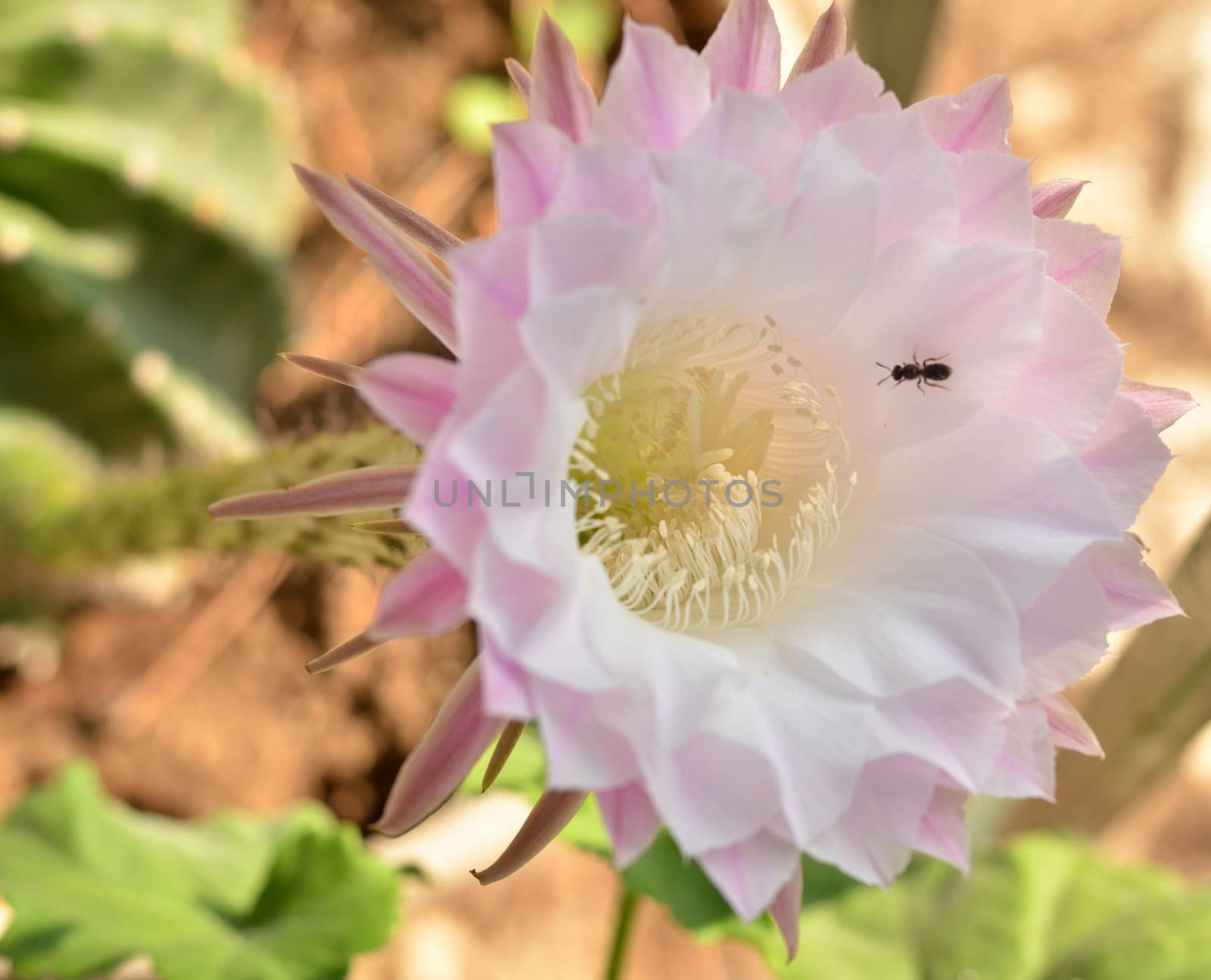 Pink cactus flower by MalyDesigner