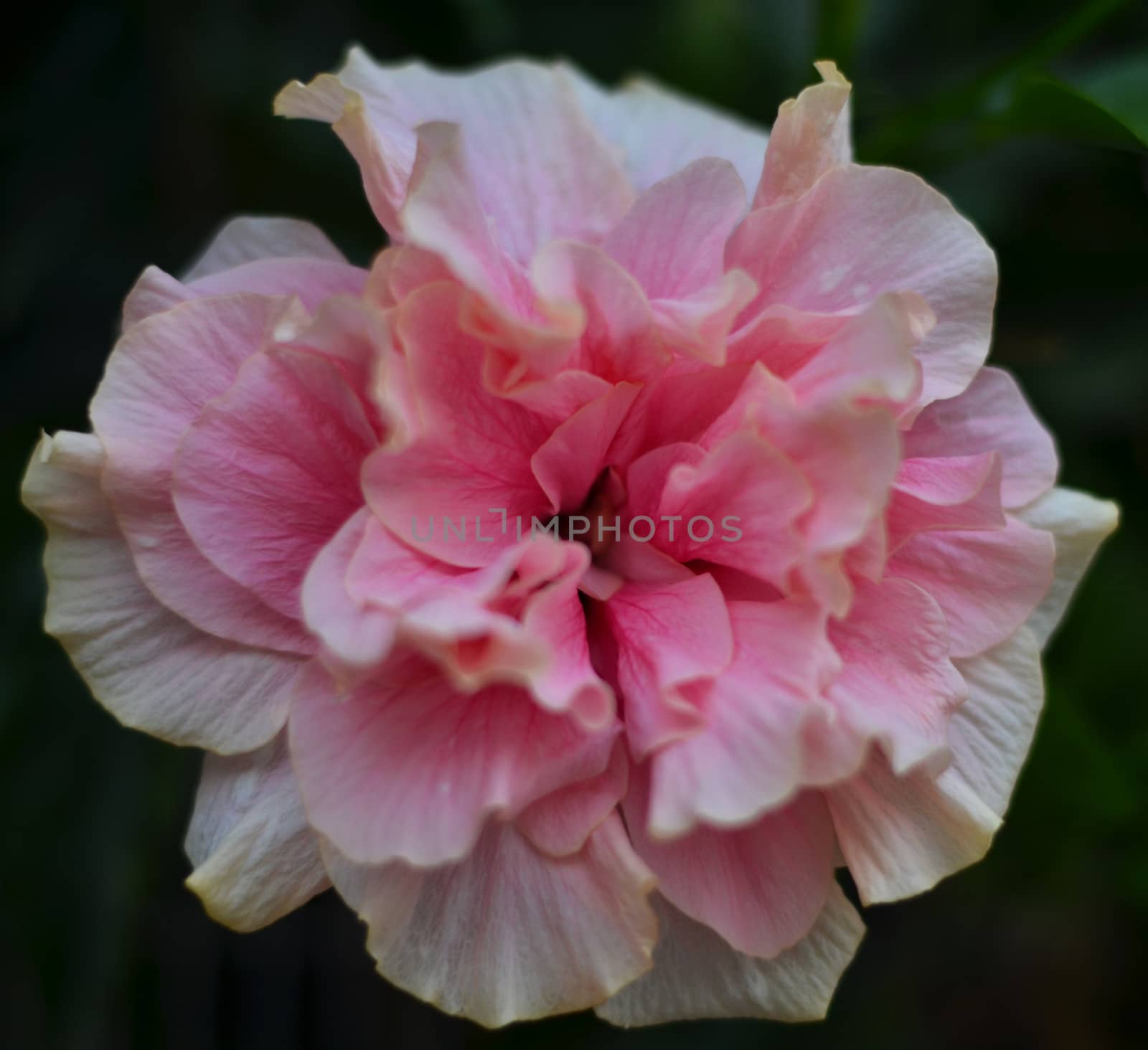 pink rose by MalyDesigner