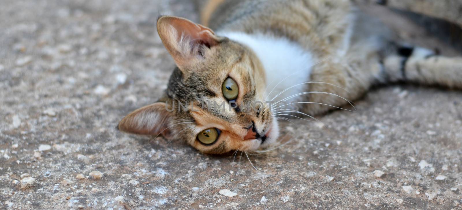 Serious cat relaxing in garden