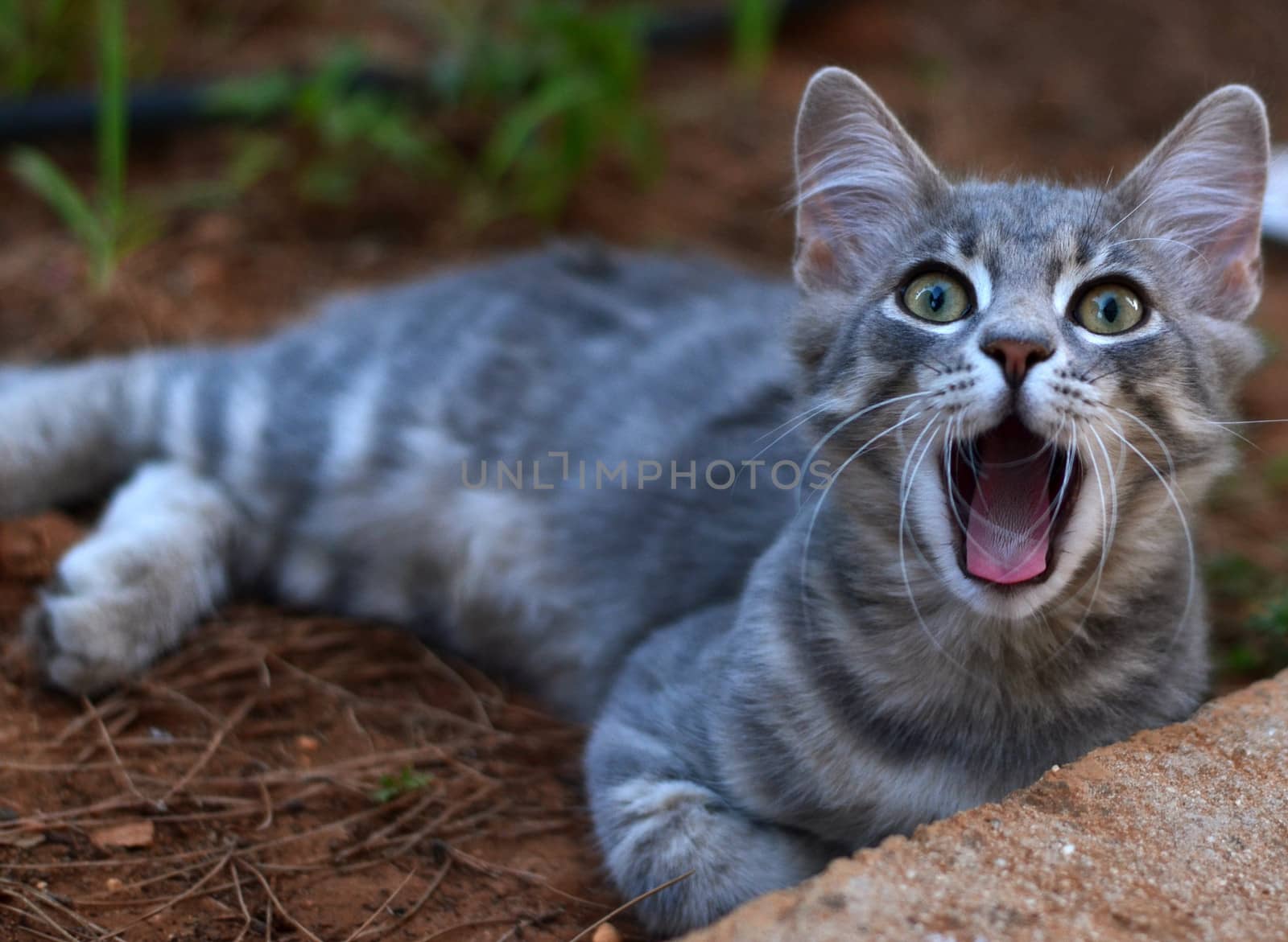 Smiling and suprised cat