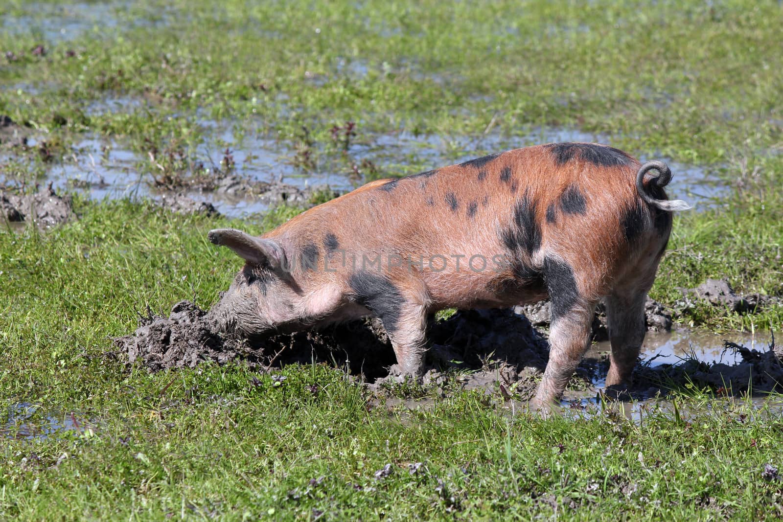 dirty little pig in a mud