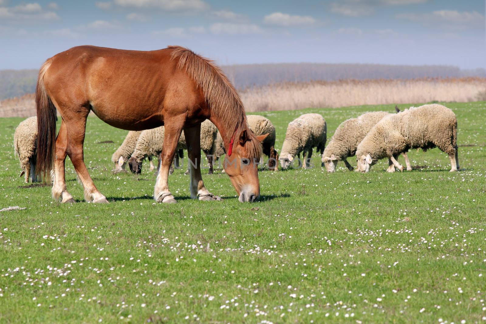 farm animals horse and sheep by goce