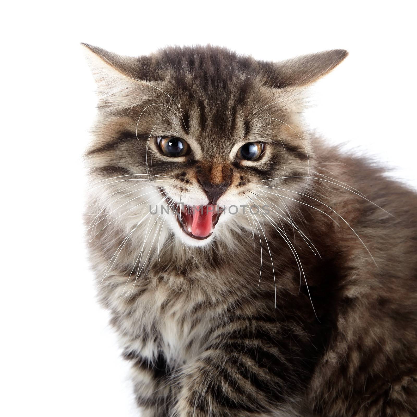 Striped fluffy angry tousled cat. Striped not purebred kitten. Kitten on a white background. Small predator. Small cat.