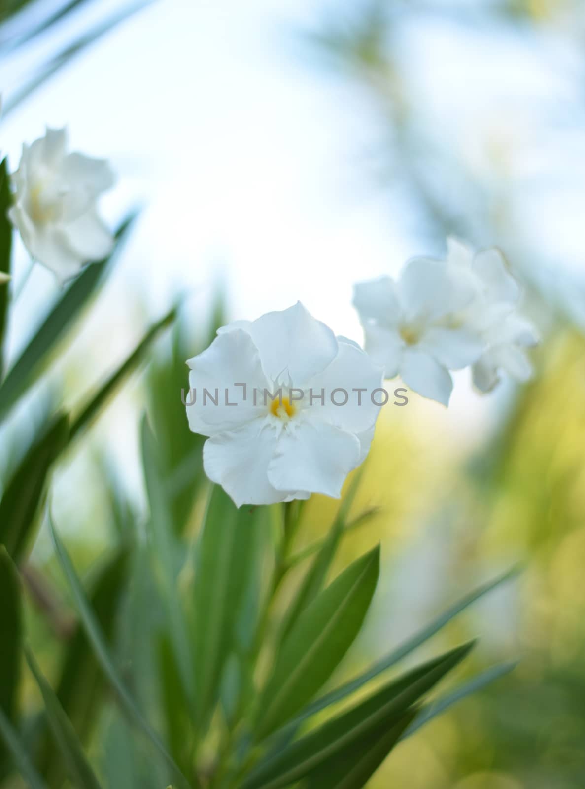 White flower in garden by MalyDesigner