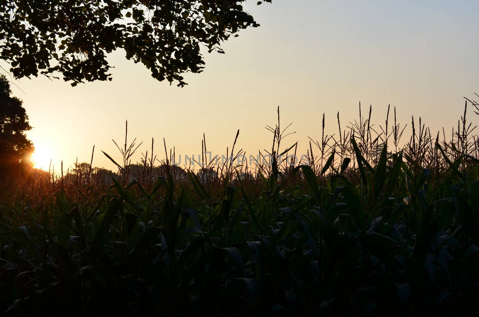 Dawn breaking in Sussex,England over a crop field in September 2013.