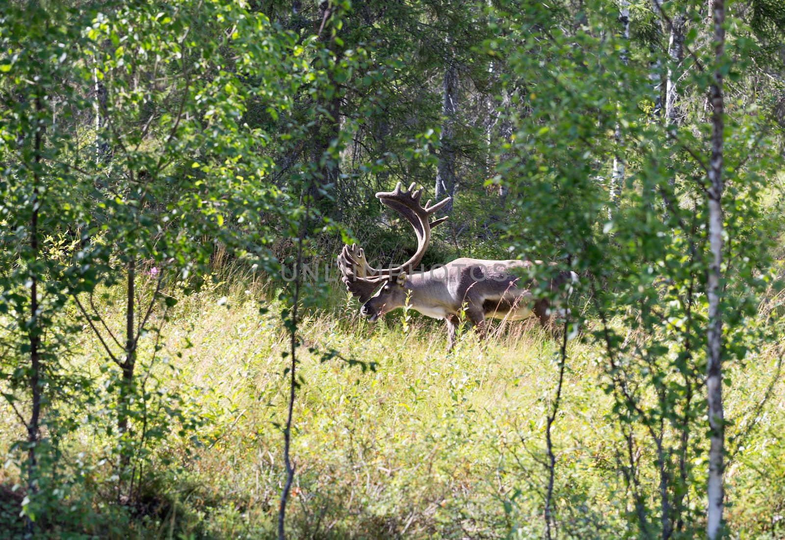 Deer in the forest with sunlight
