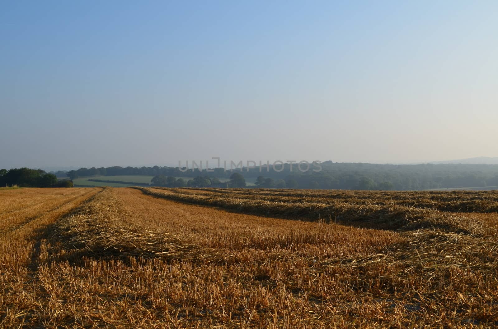 Cut hay waiting to be collected in a Sussex field in early September 2013.