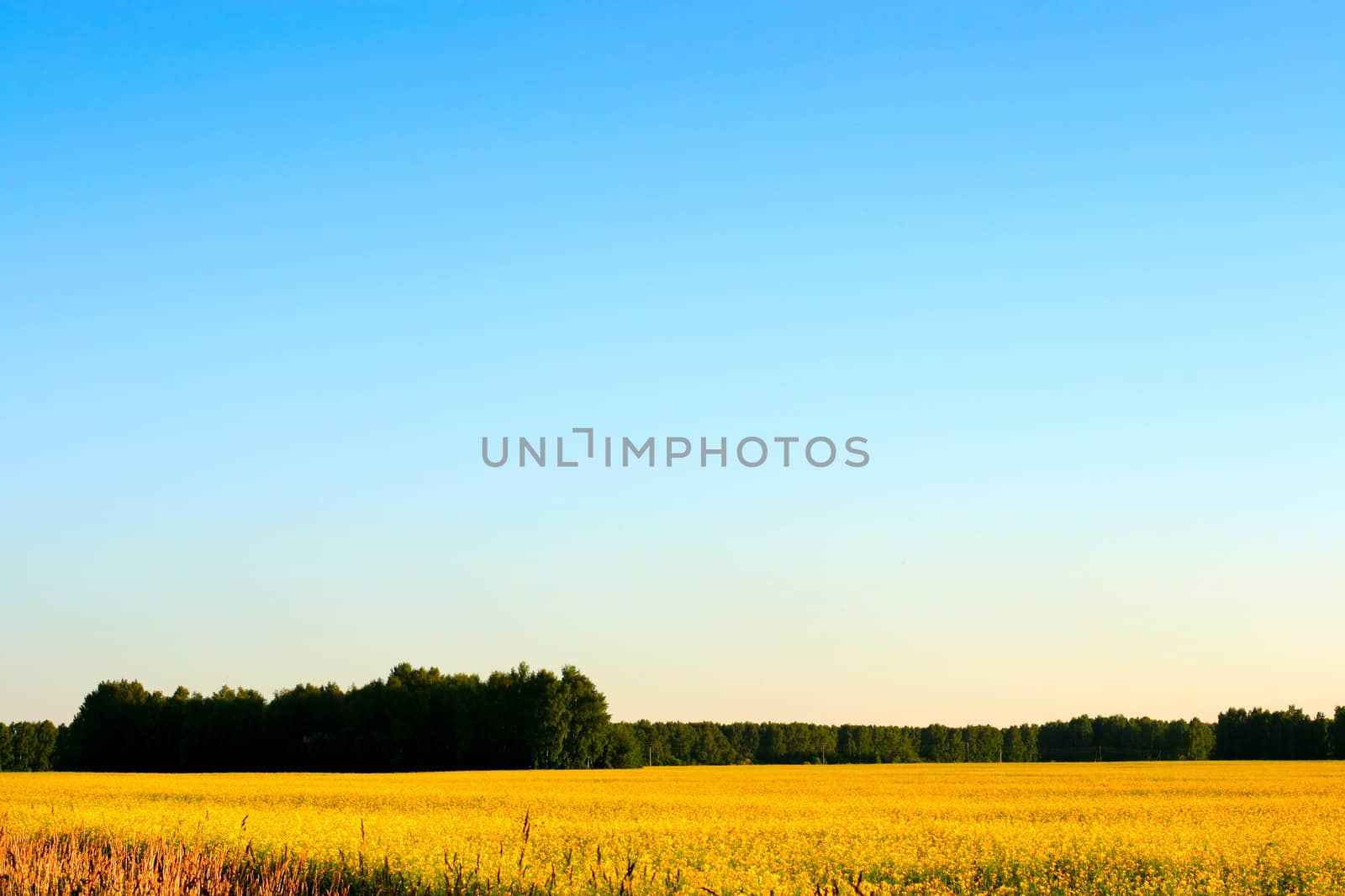beautiful summer landscape with yellow field and forest