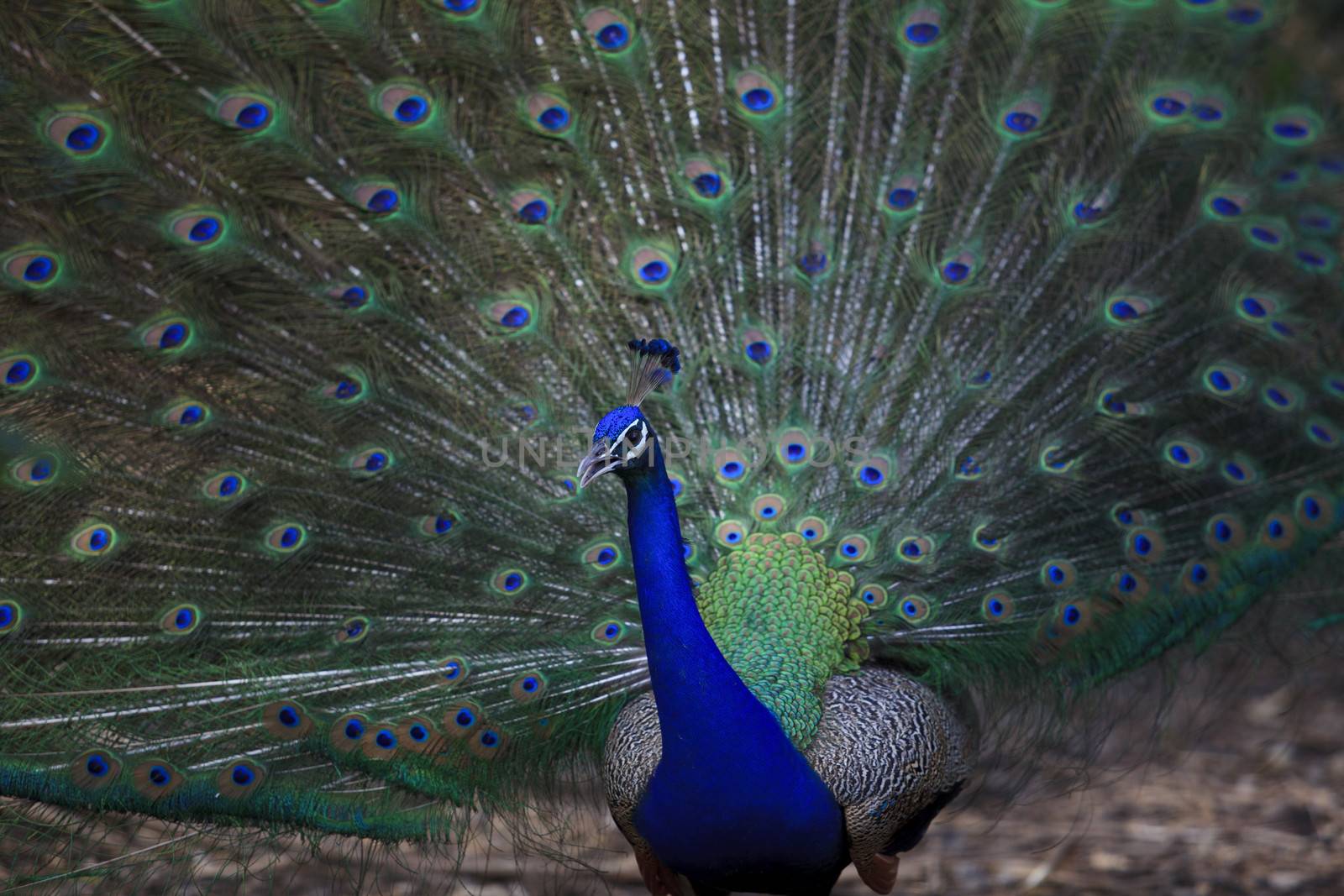 close up of indian peacock  with beautiful tail feathers use for multipurpose