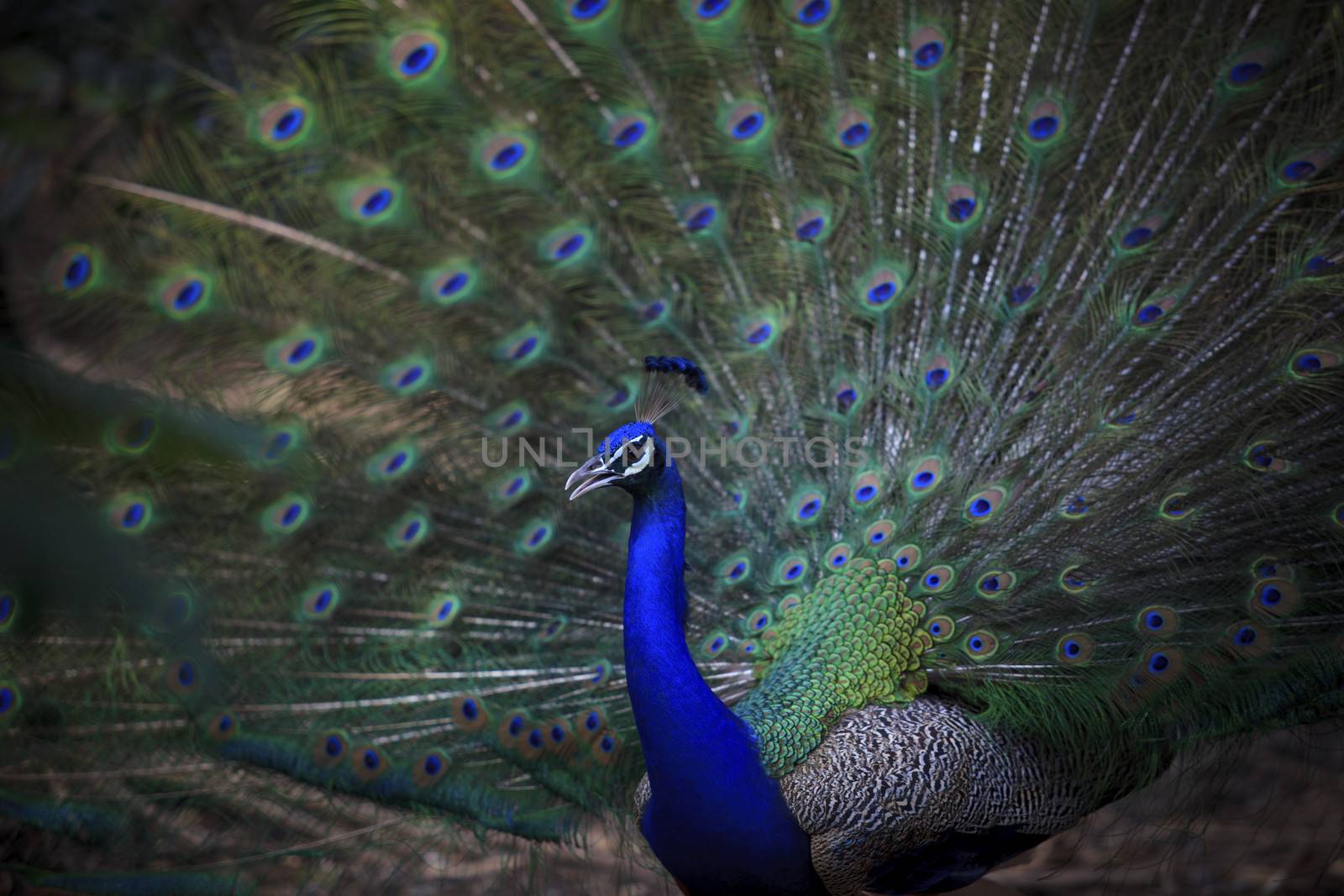 close up of indian peacock  with beautiful tail feathers nature scene