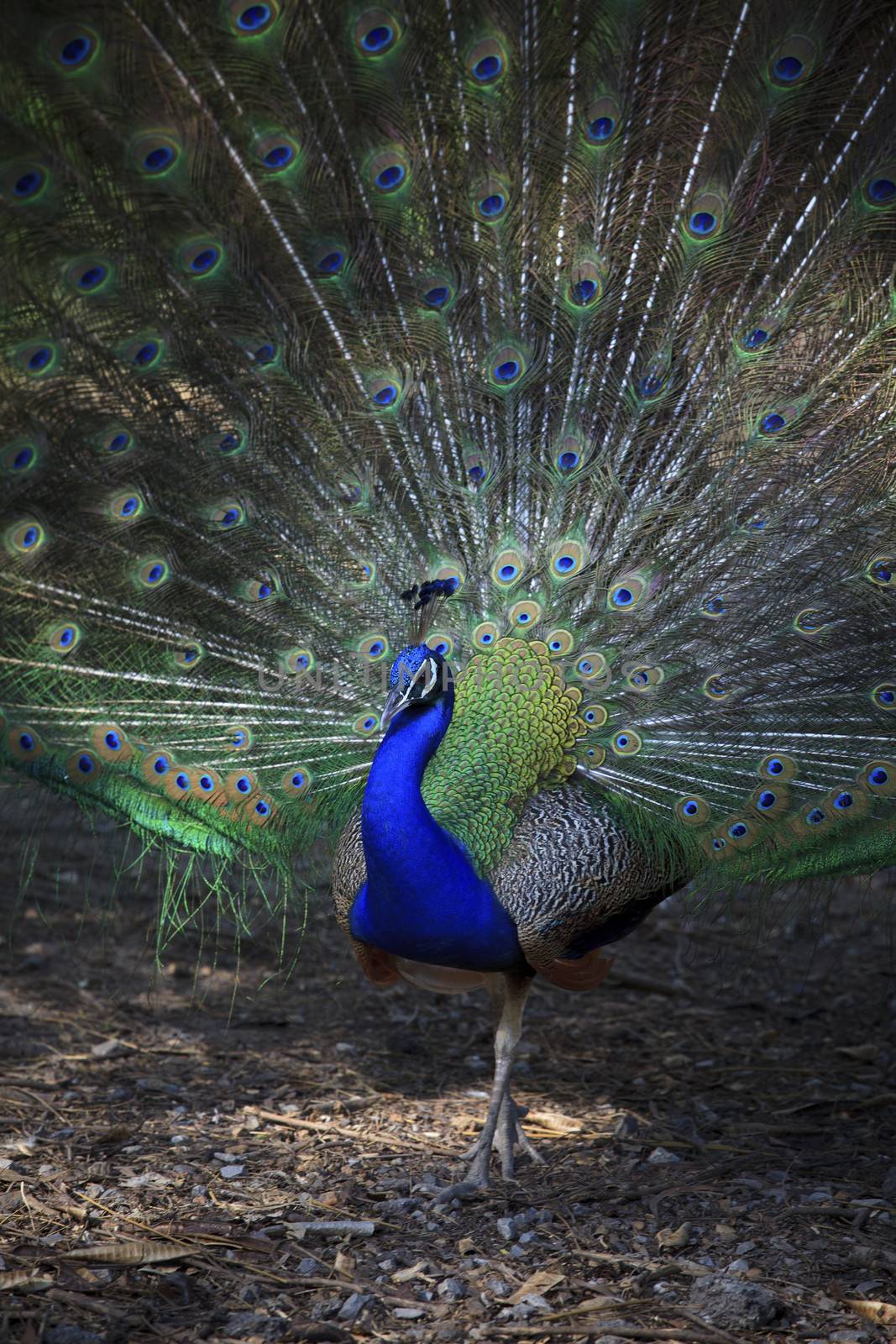 close up of indian peacock  with beautiful tail feathers use for by khunaspix