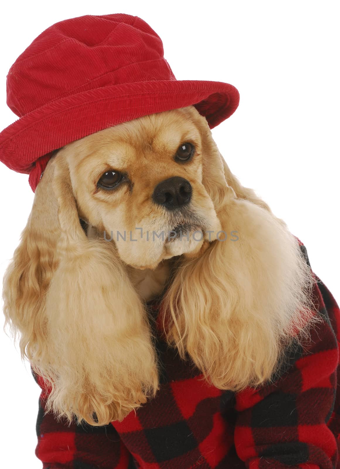 adorable cocker spaniel wearing red hat and coat on white background