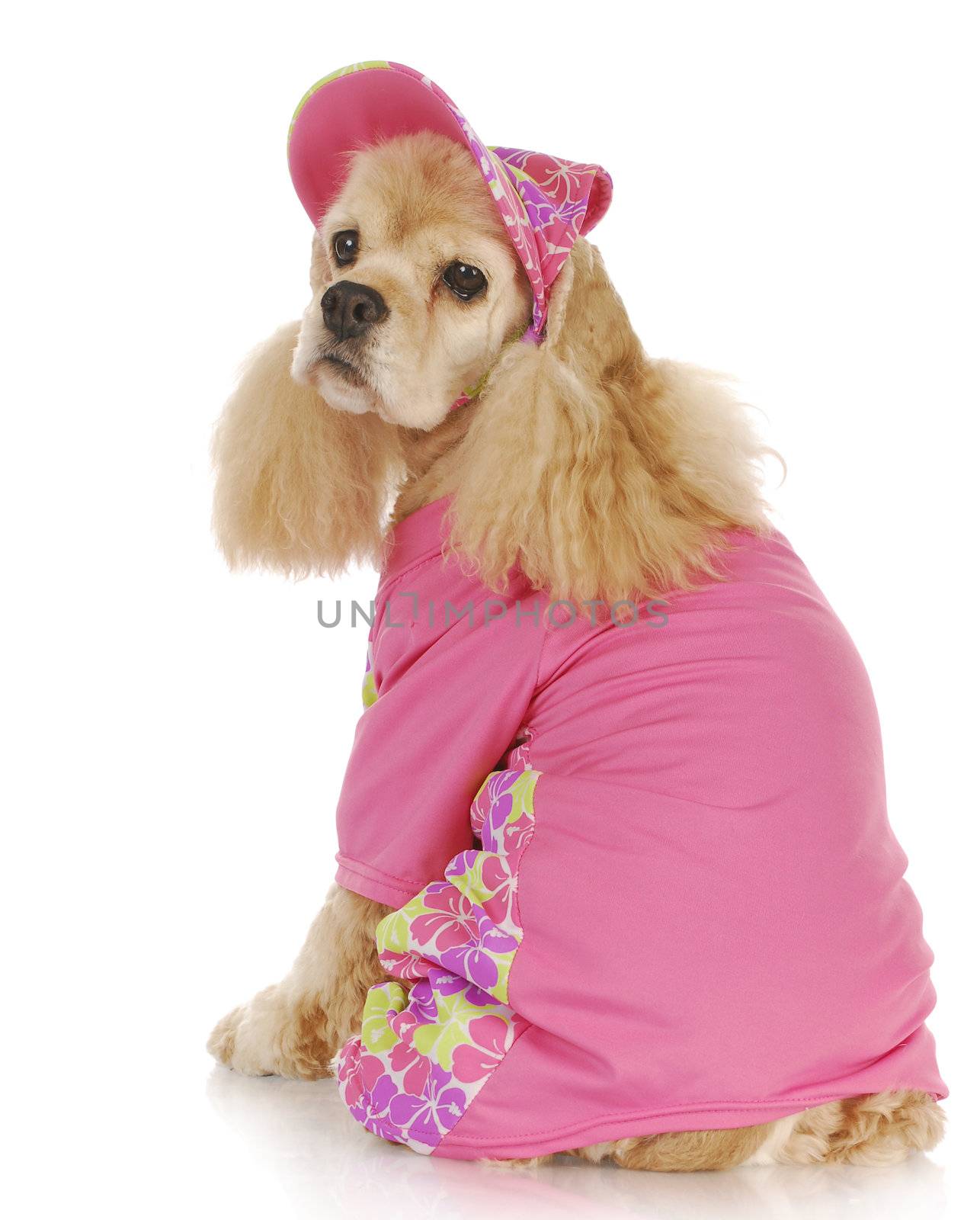 female dog - cute cocker spaniel wearing pink hat and shirt - 9 years old