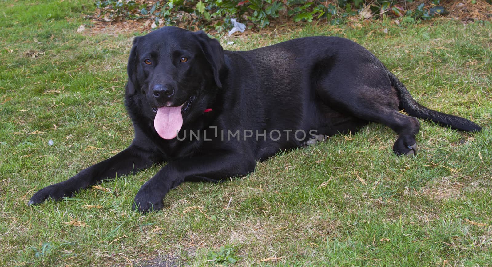Black labrador dog laying on lawn