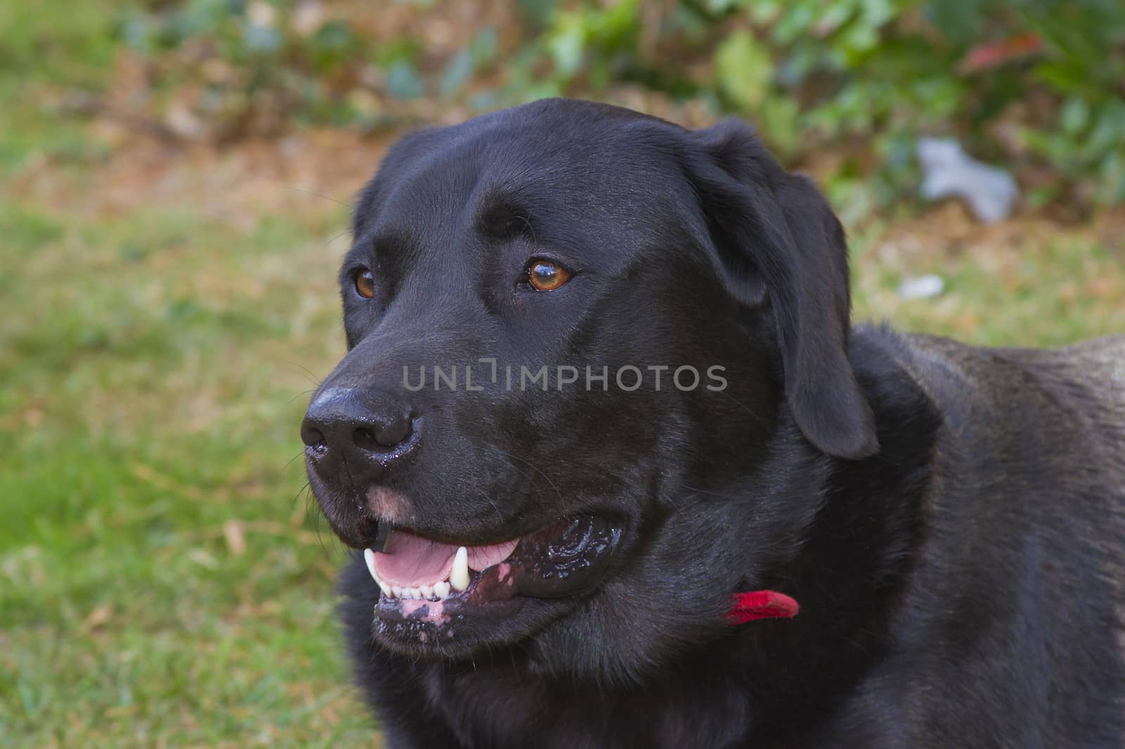 labrador dog outside in a garden