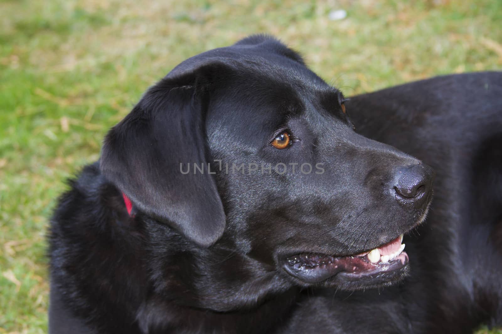 black labrador outside watching alertly