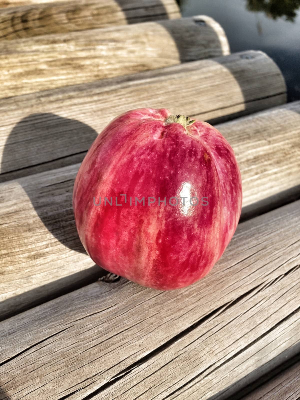 picture of apple lying on a wooden bridge in the garden of the sun osveschenoogo