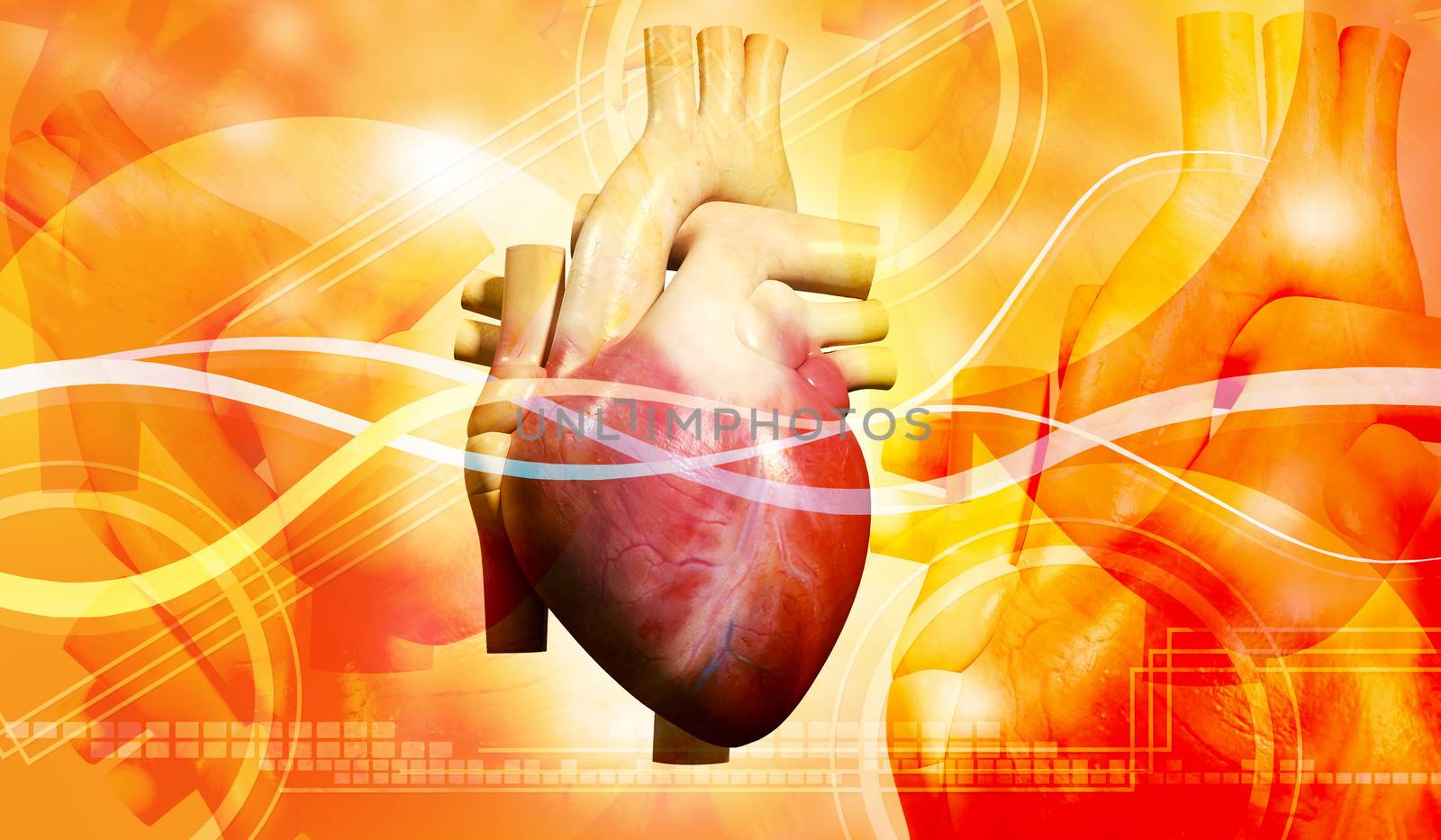 Digital illustration of human heart in colour background