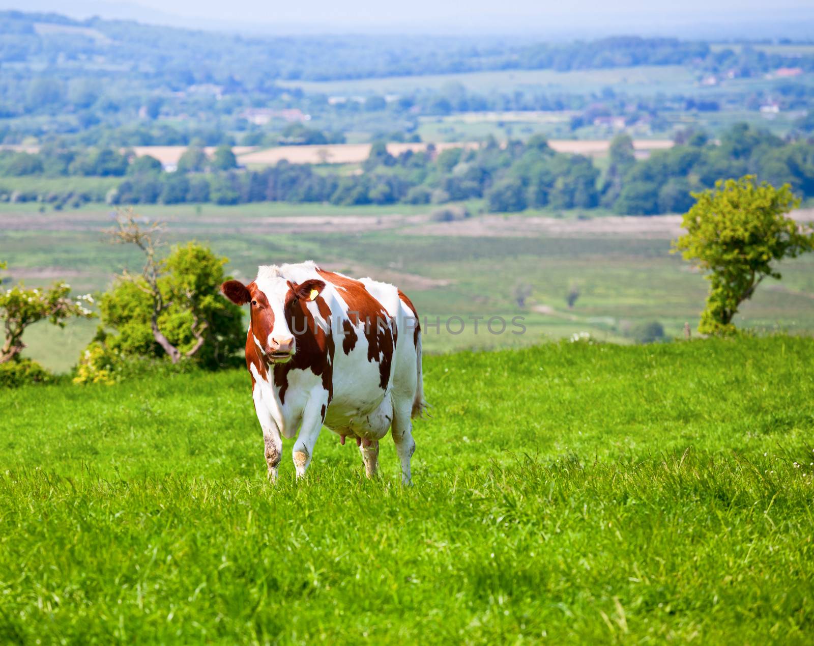 Friesian cattle by naumoid