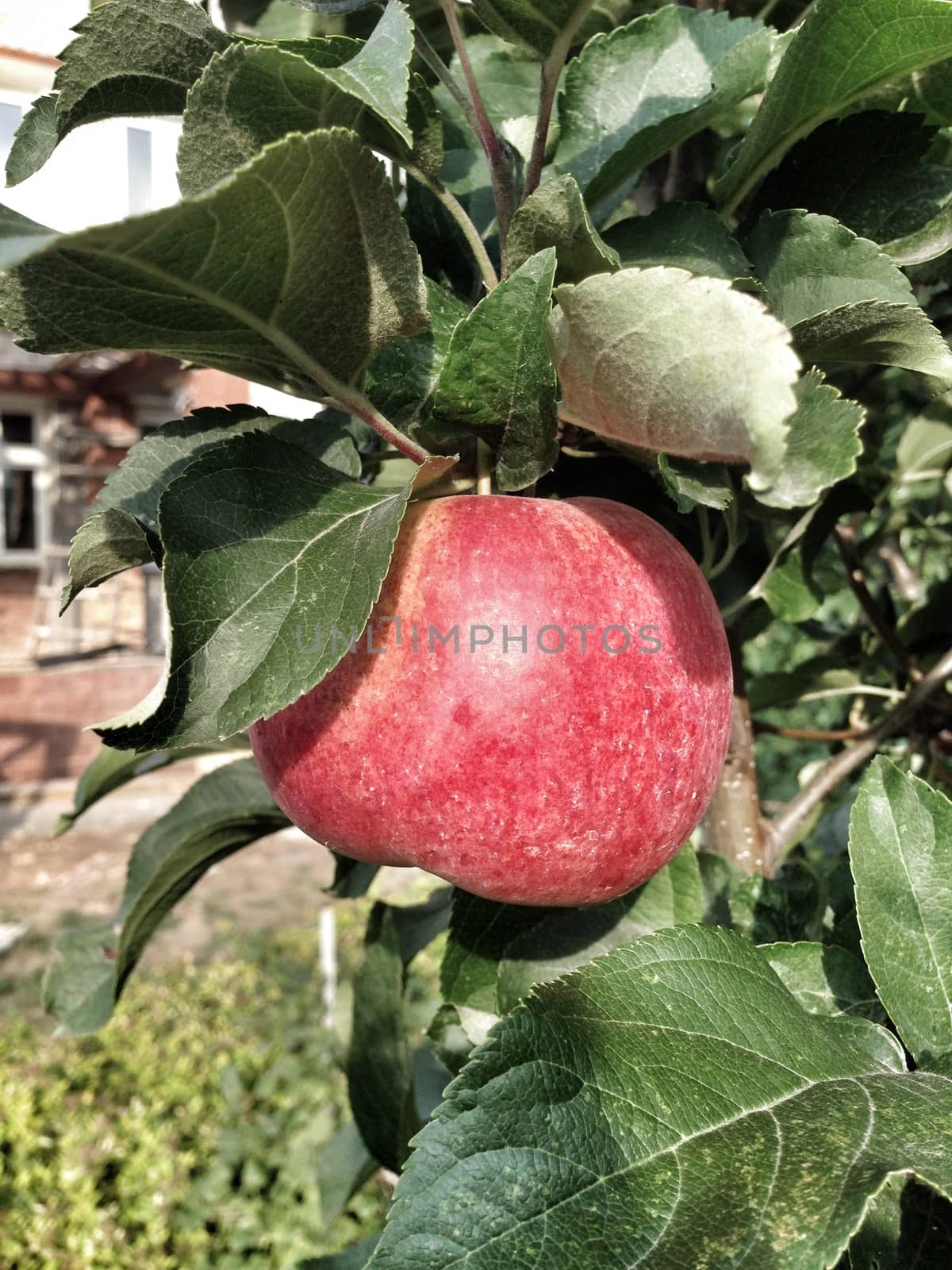 apple hanging on a tree by Nail_Saby