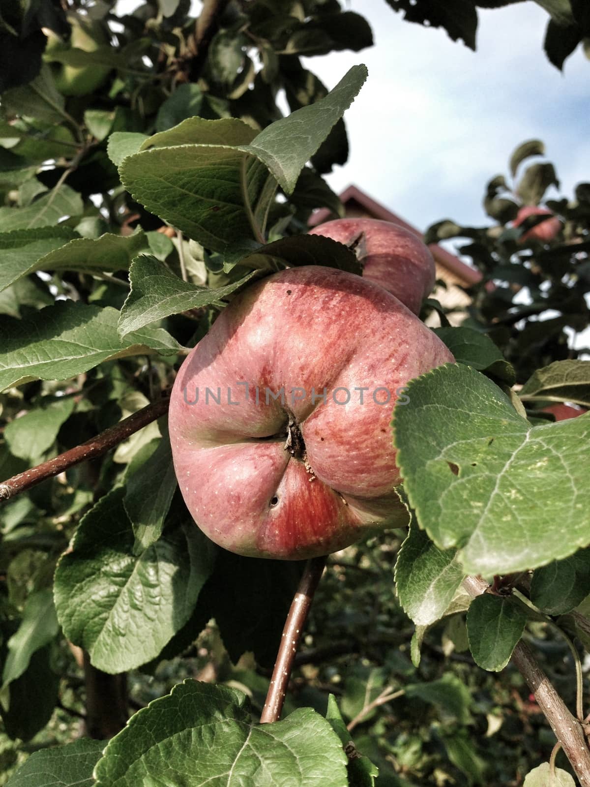 apple hanging on a tree by Nail_Saby