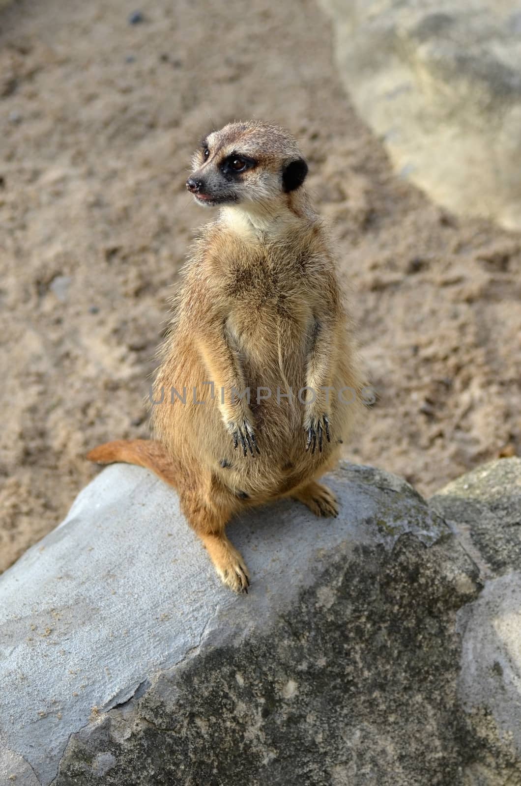 Meerkat by Vectorex