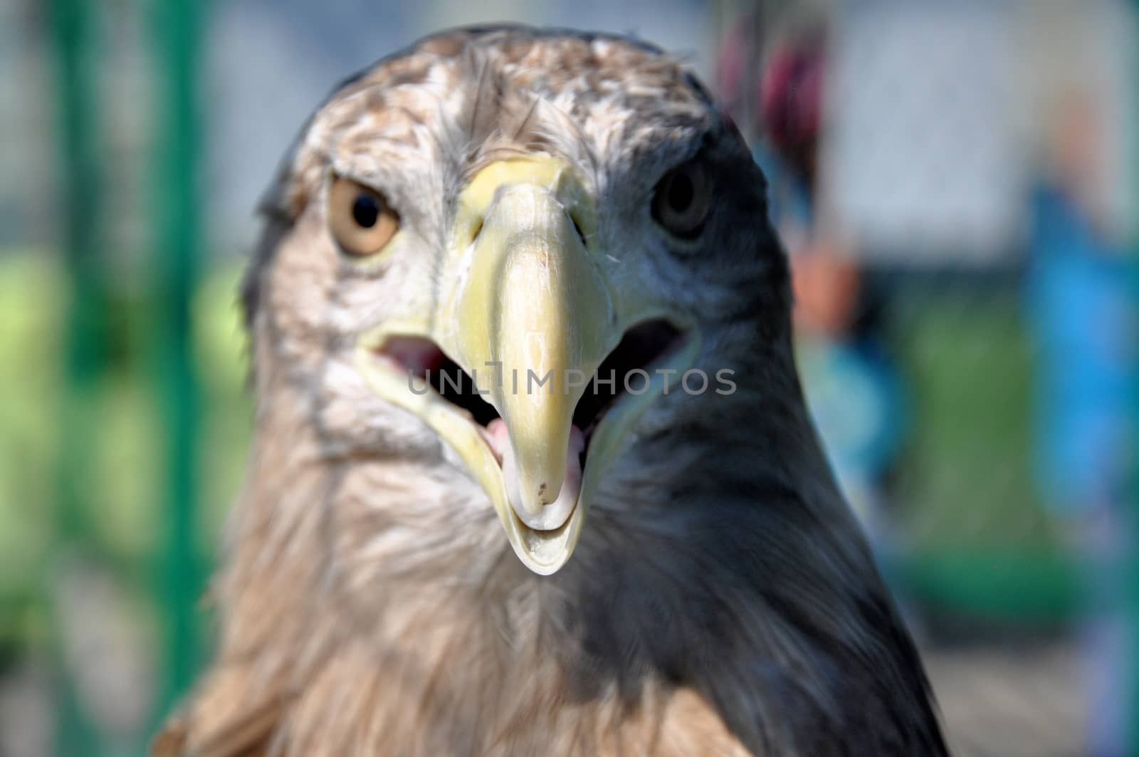 Bird of prey in the zoo of the city of Gelendzhik