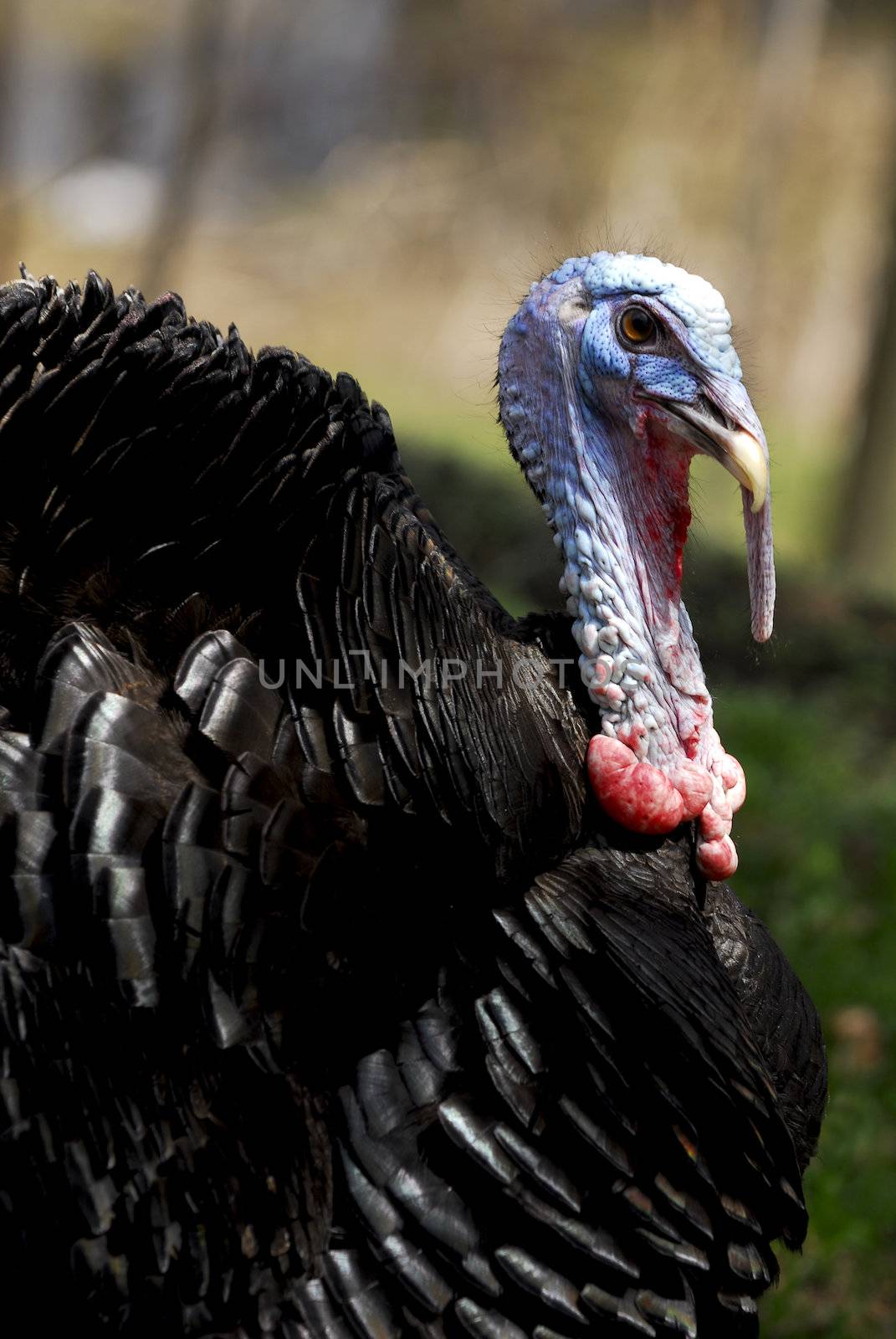 male turkey portrait 