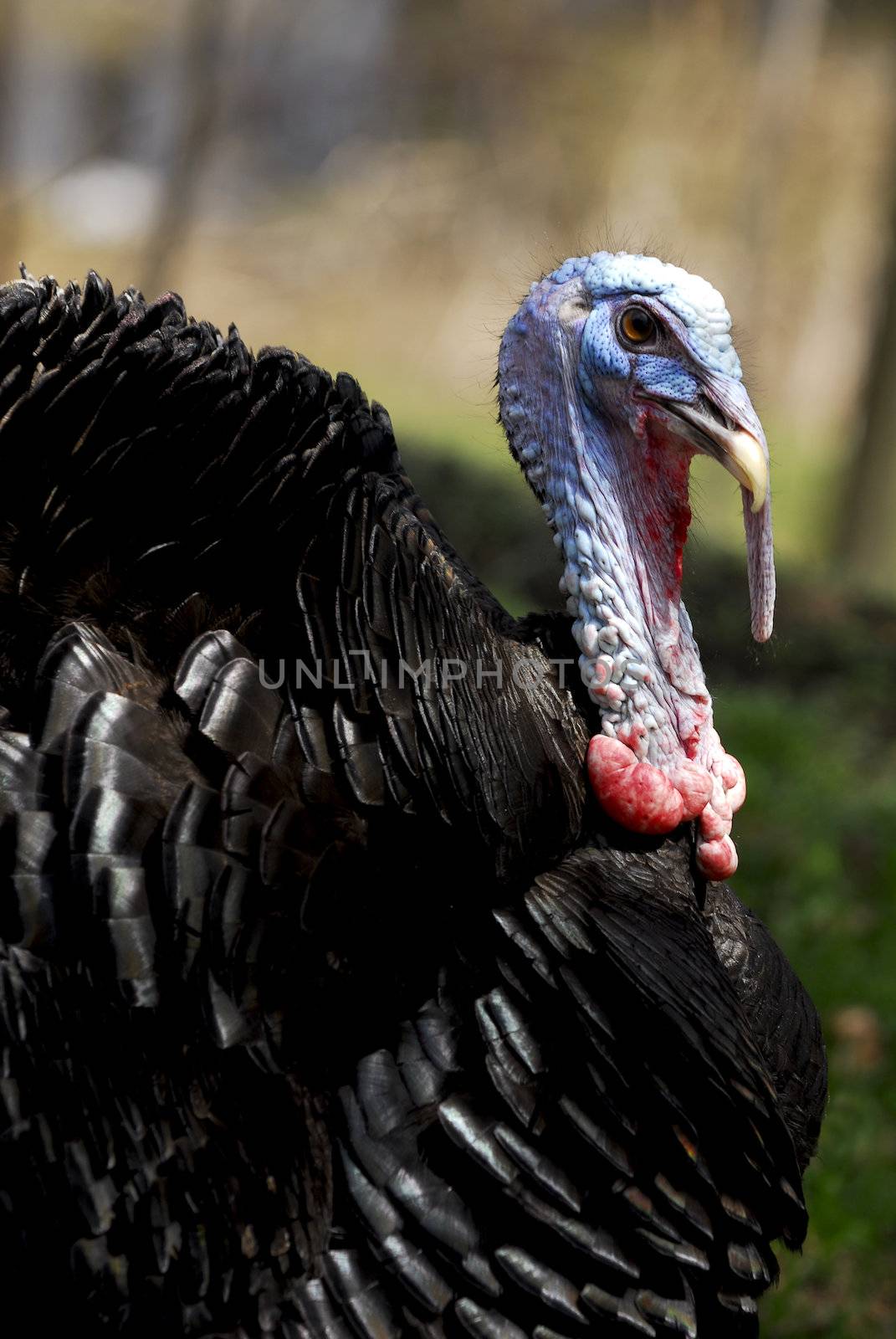 turkey portrait by willeecole123