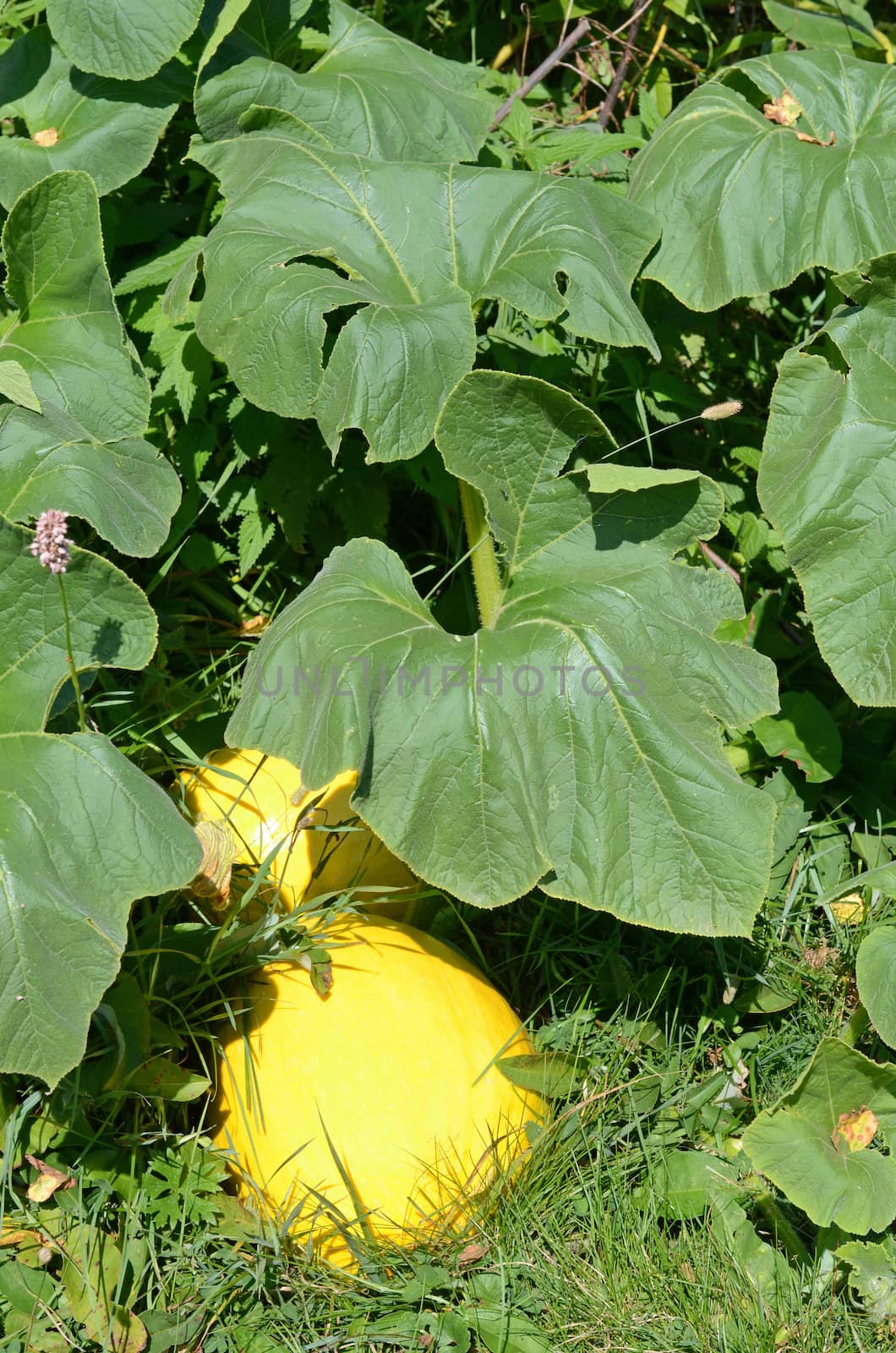 pumpkin in the garden