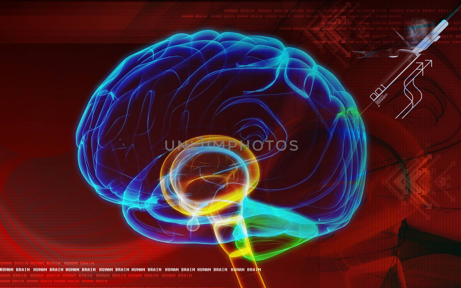 Digital illustration of brain in colour background