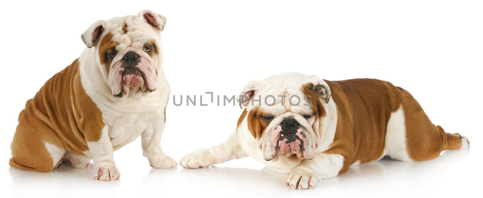dog fight - two english bulldogs with funny expressions on white background