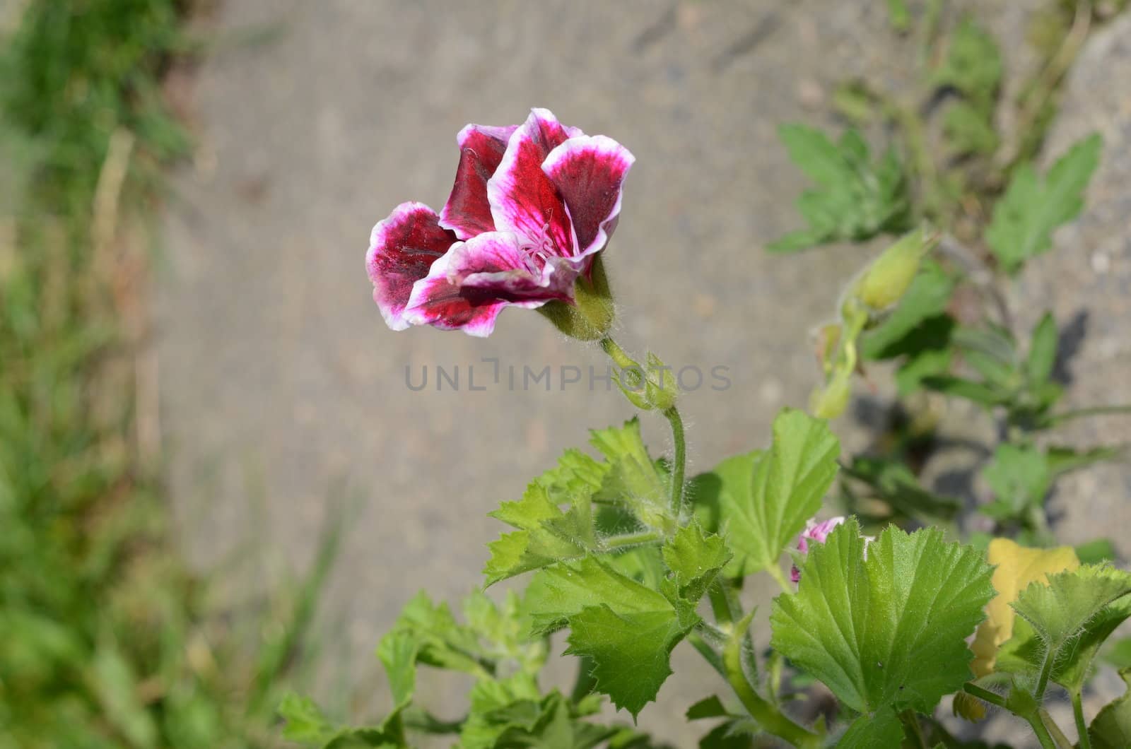 geranium by sarkao