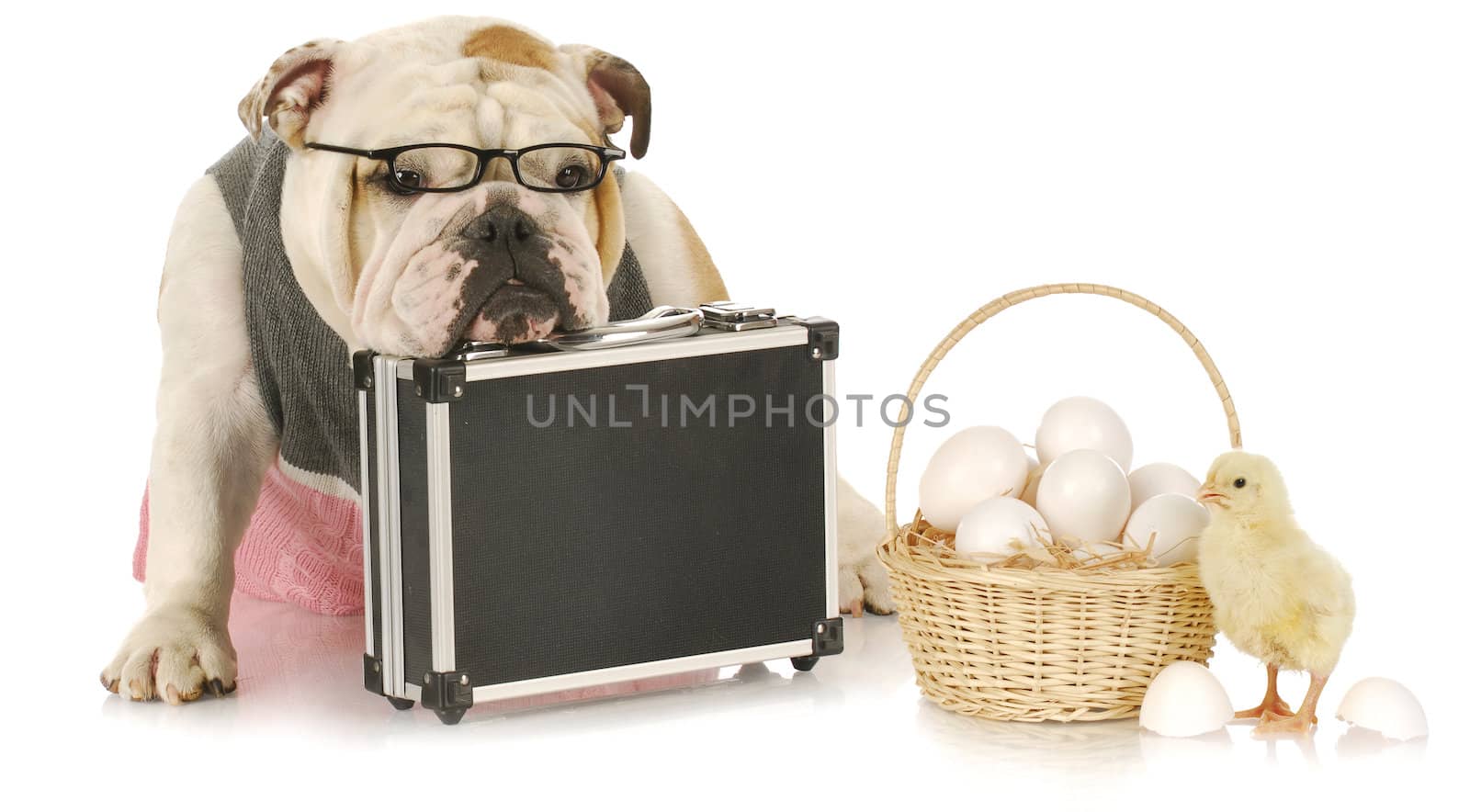 don't keep eggs all in one basket - english bulldog sitting beside basket of eggs with a chick