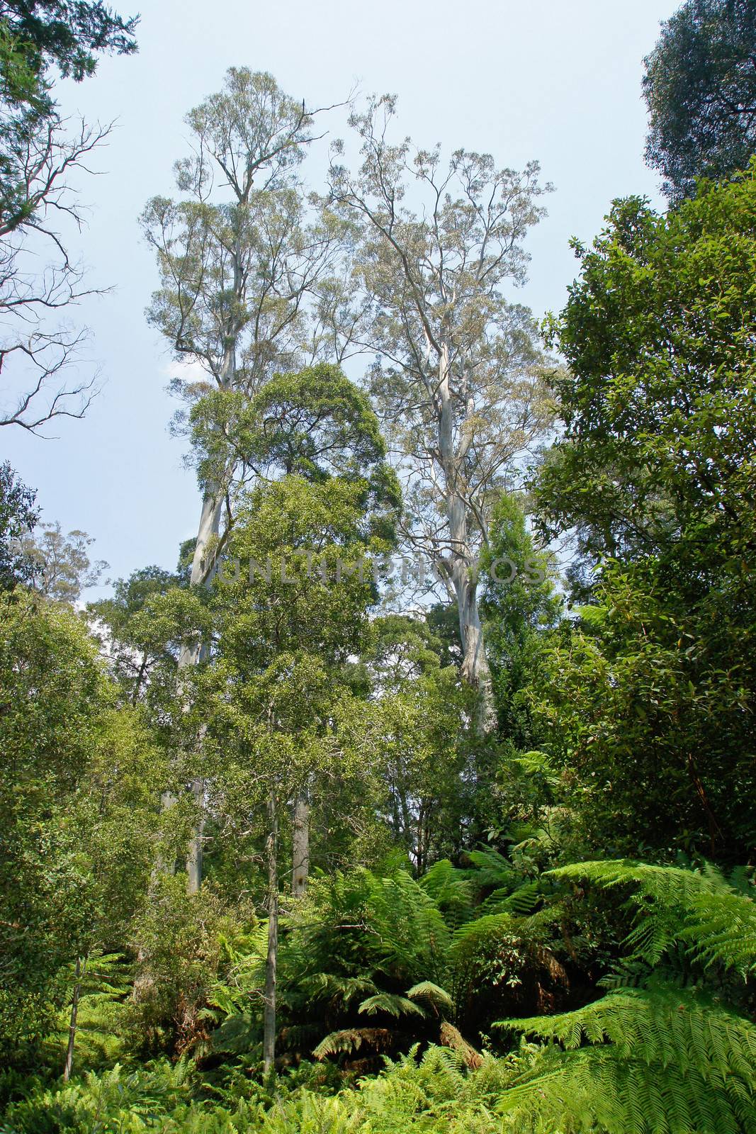 Evercreech Forest, Australia by alfotokunst