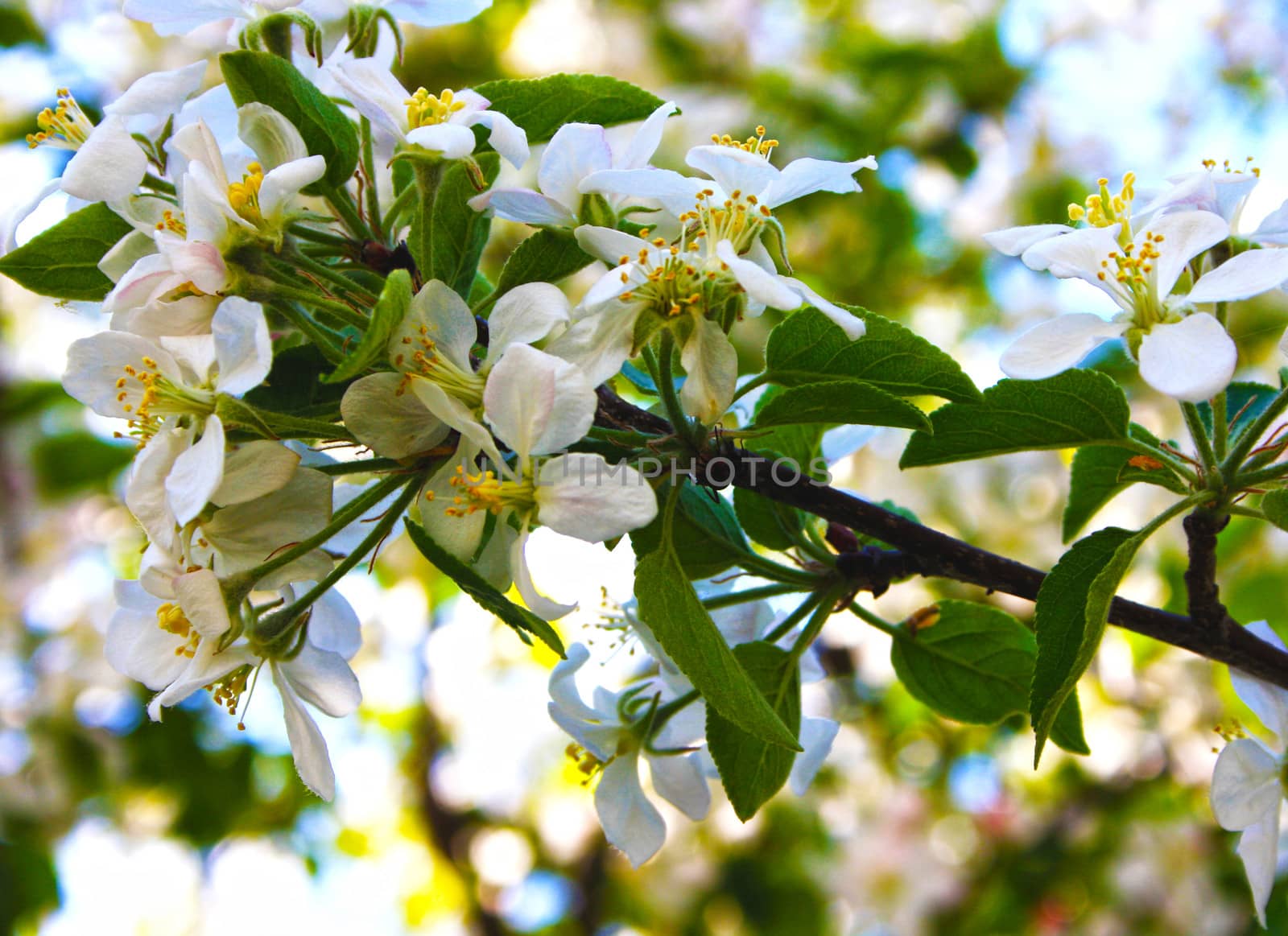 blooming apple by ivto
