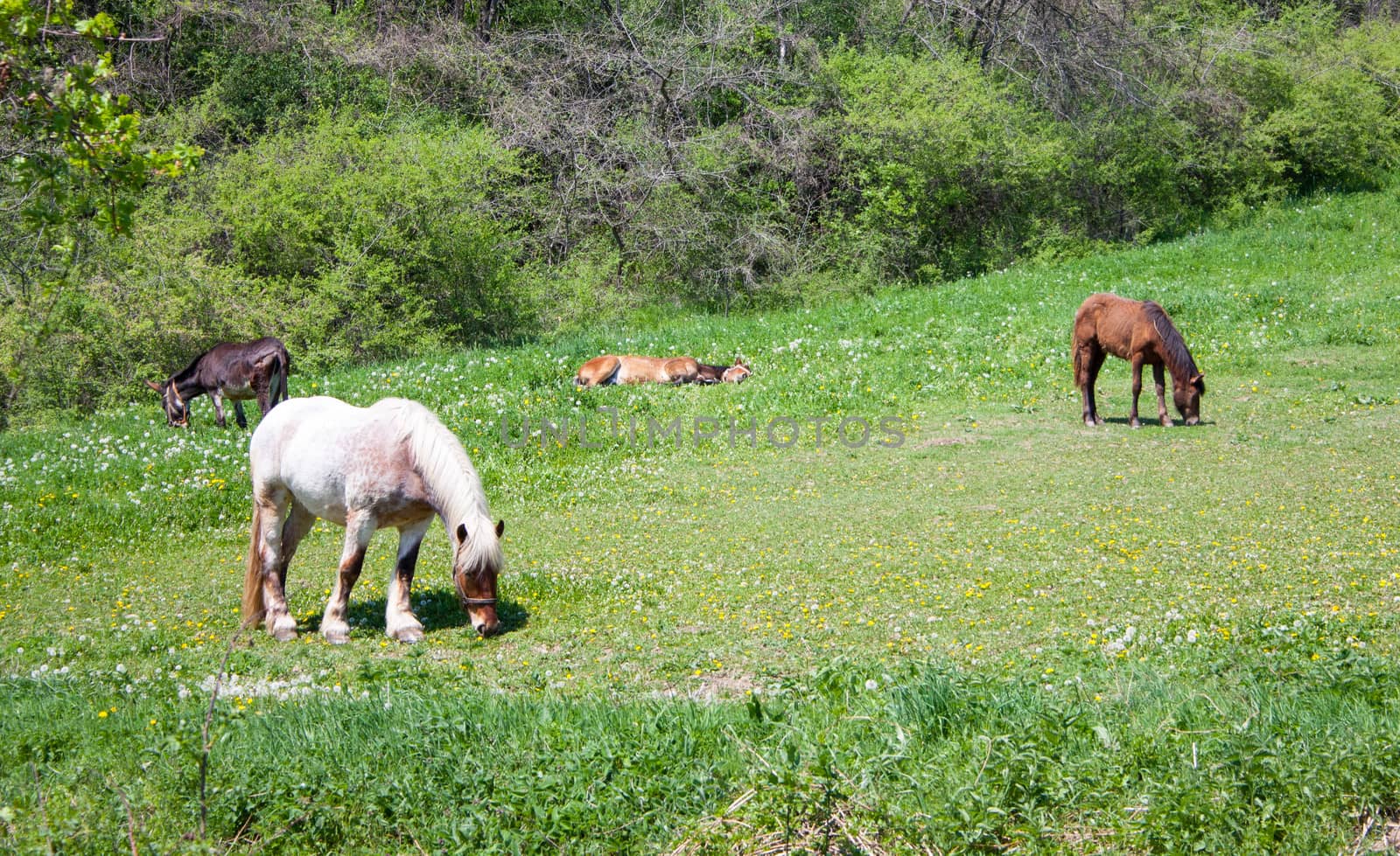 free horses grazing in a field